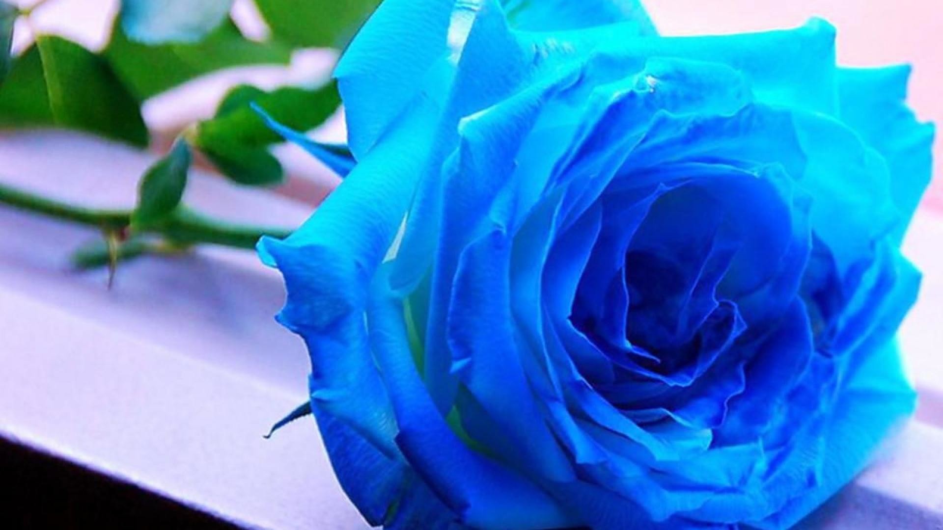 1920x1080 Blue Roses