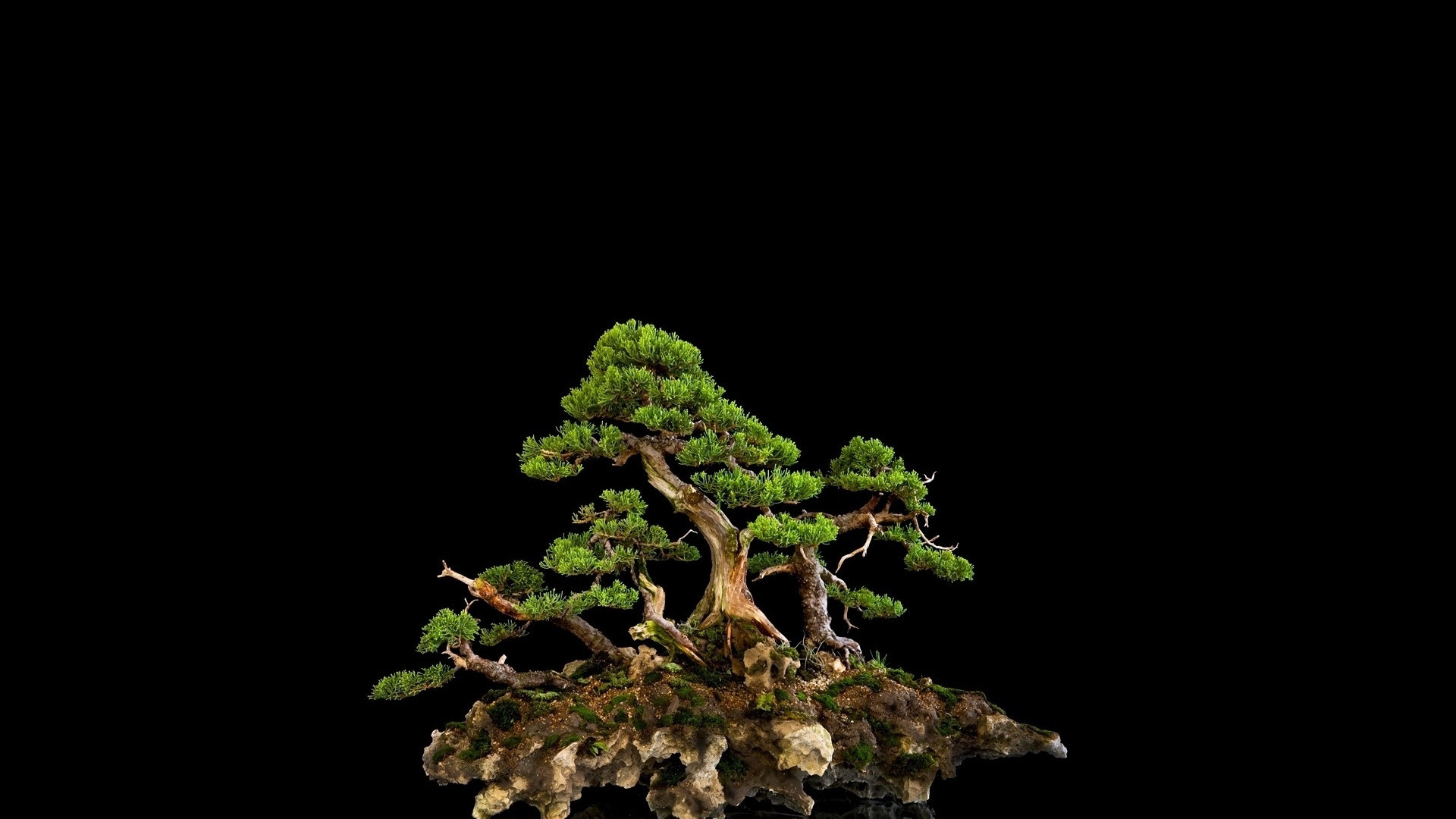 1920x1080  Wallpaper tree, bonsai, black background