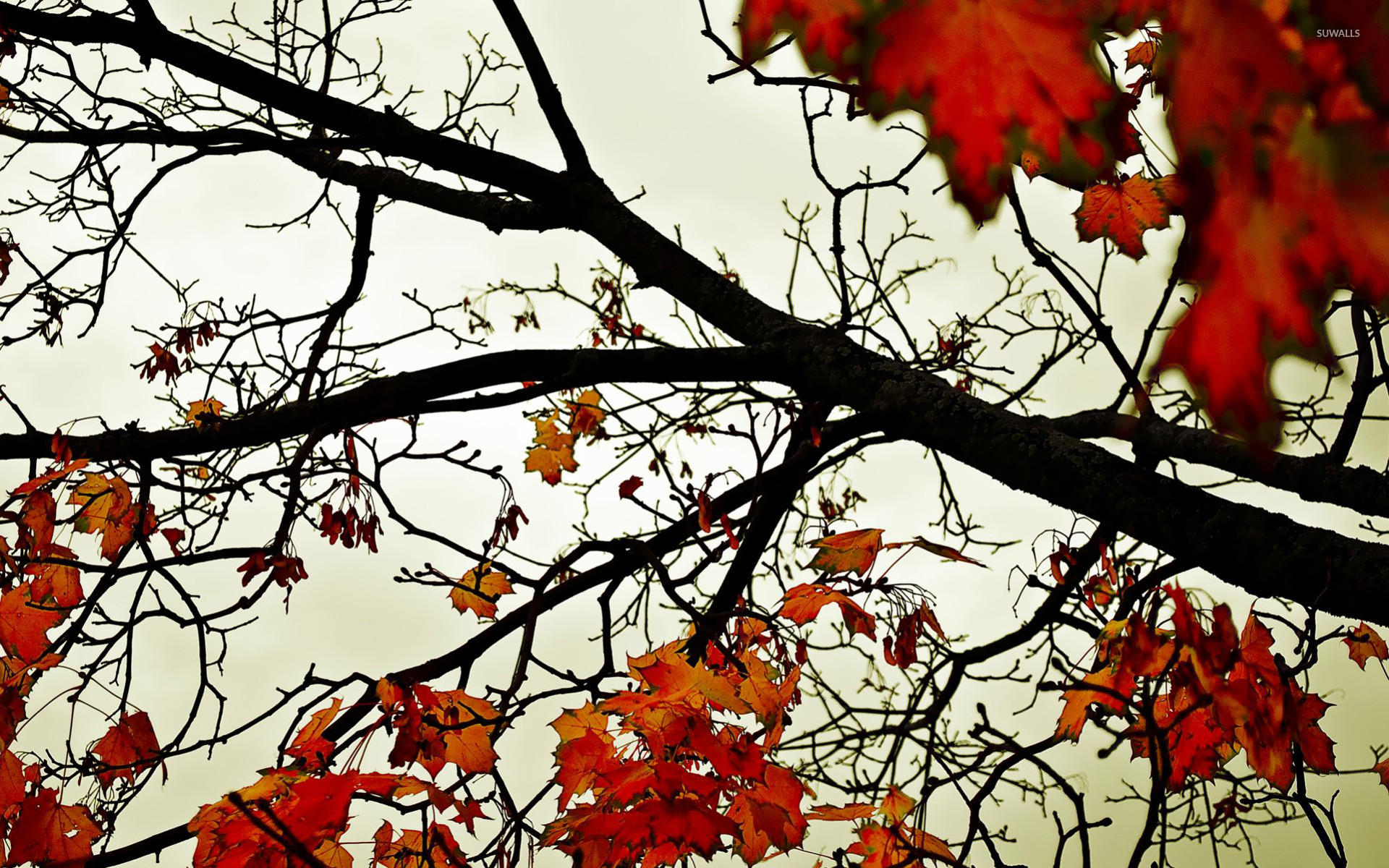 1920x1200 Autumn Leaves [12] wallpaper  jpg