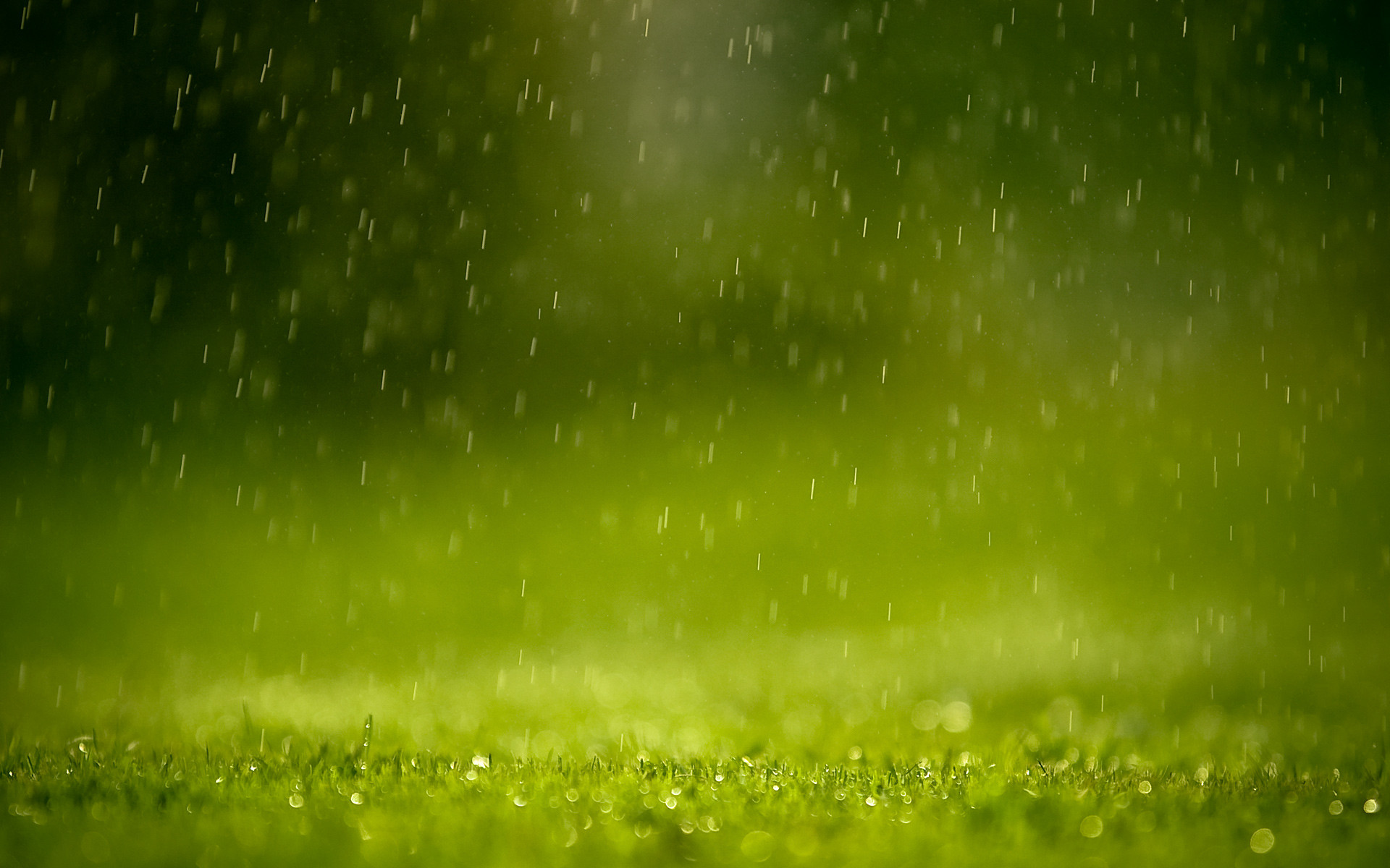 1920x1200 grass, Rain, Green, Depth Of Field, Nature Wallpapers HD / Desktop and  Mobile Backgrounds