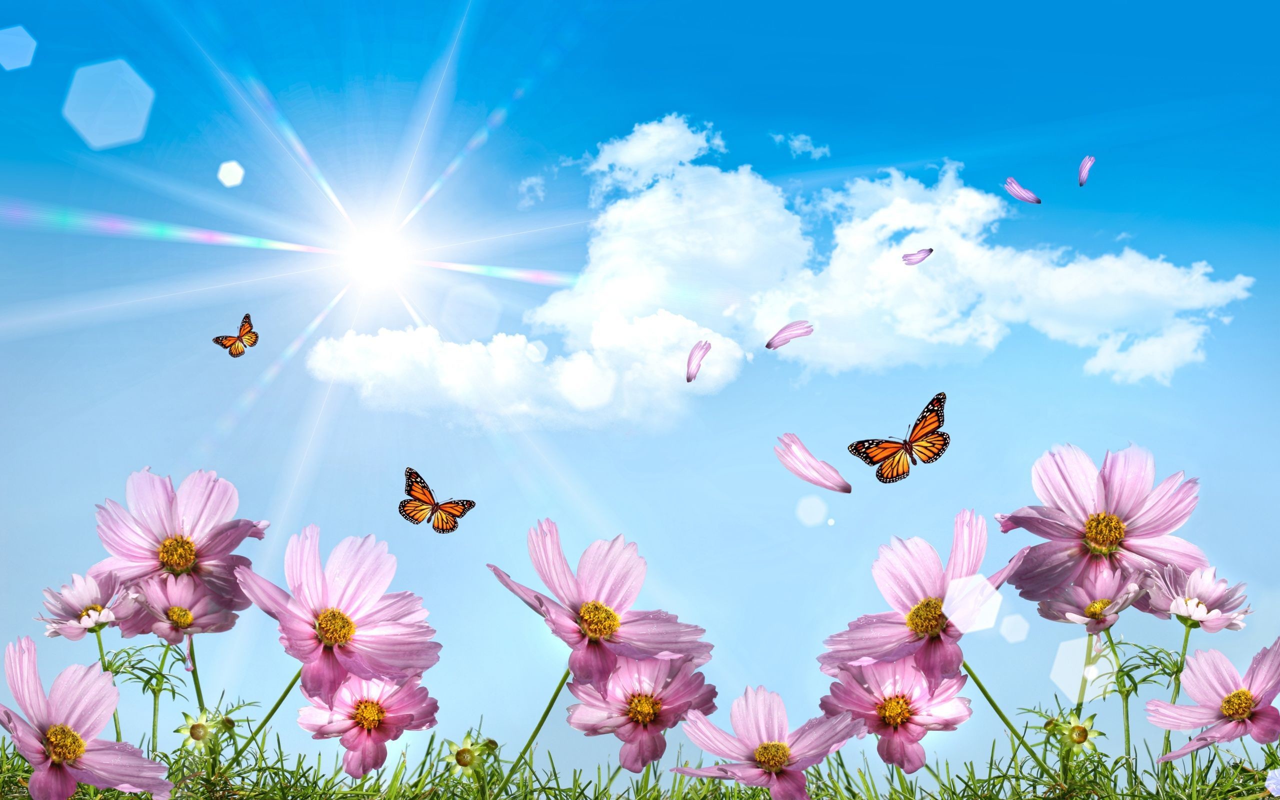 2560x1600 Desktop Butterfly Pics Kids Wallpaper