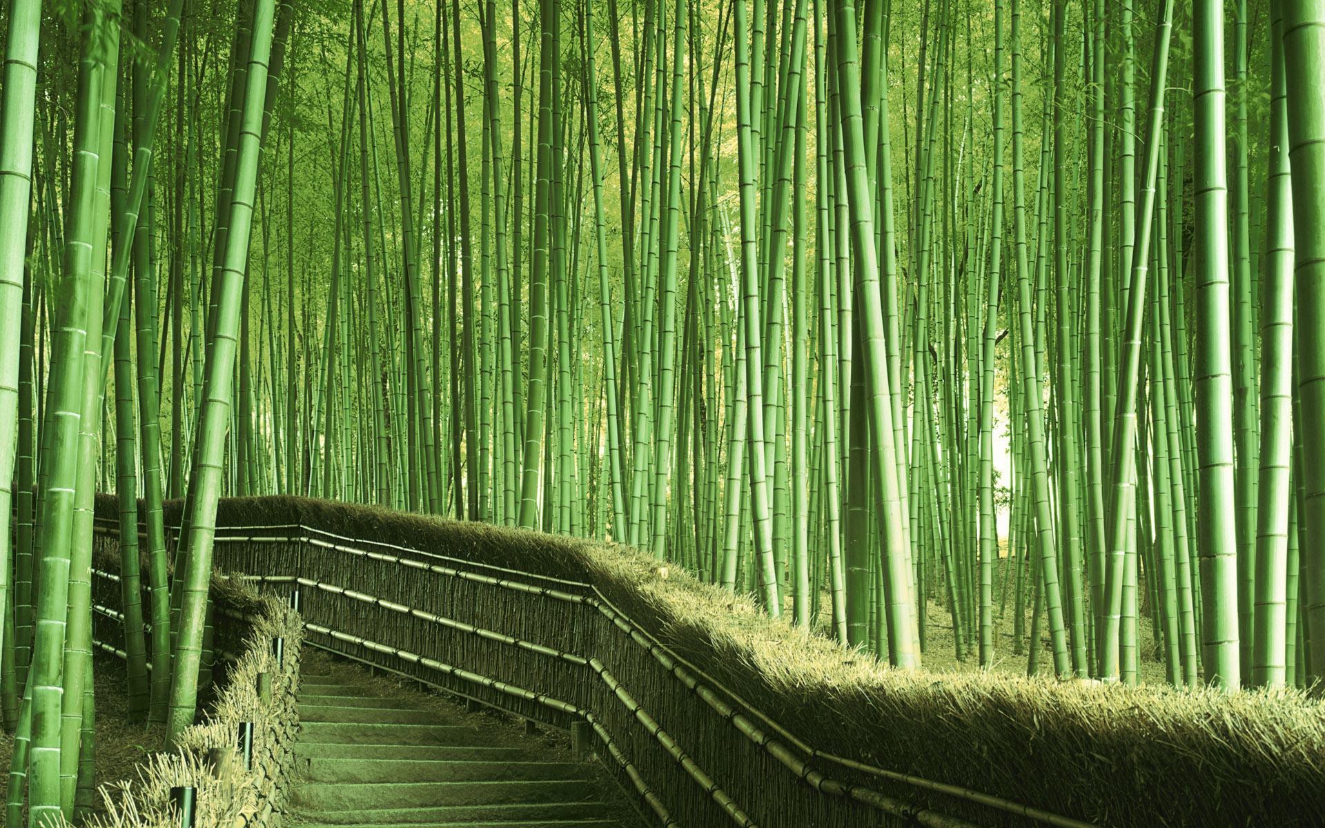 1920x1200 HD Bamboo High Quality Wide Desktop Wallpaper For Background Free