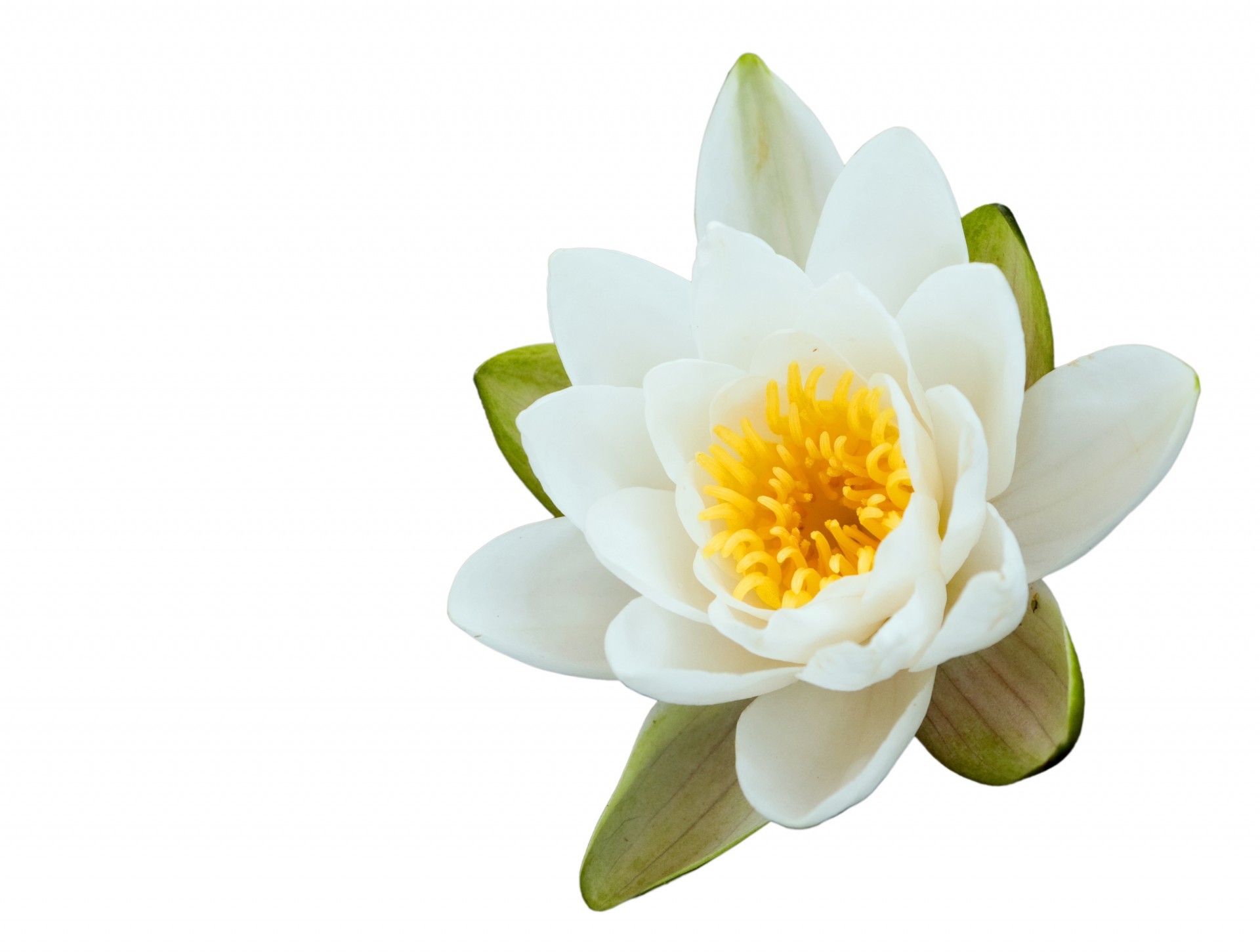 1920x1451 Lotus Flower On White