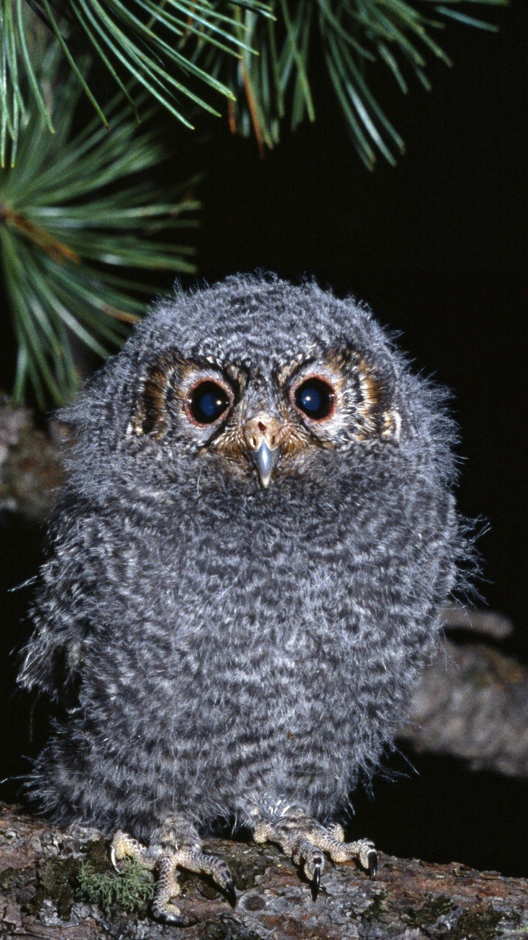 1080x1920 Cute Baby Owl Gallery for Android.