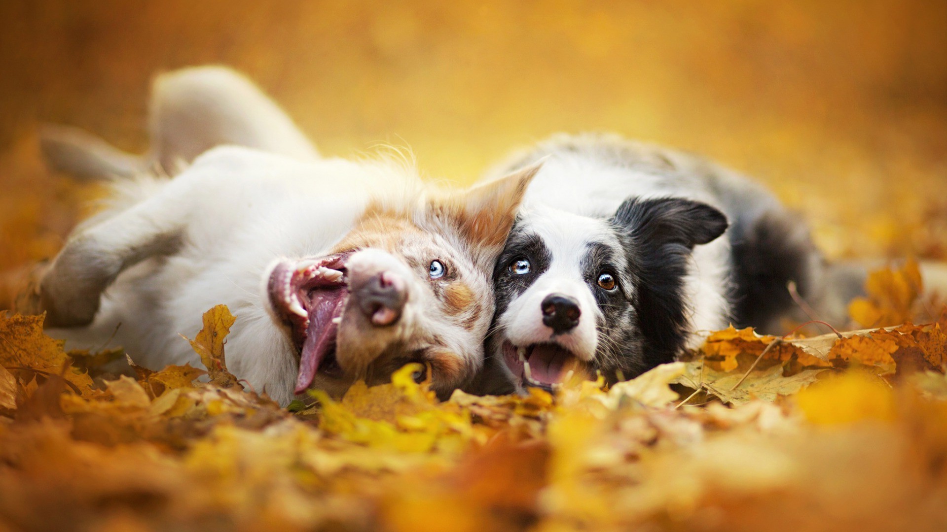 1920x1080 dog, Animals, Depth Of Field, Fall Wallpapers HD / Desktop and Mobile  Backgrounds