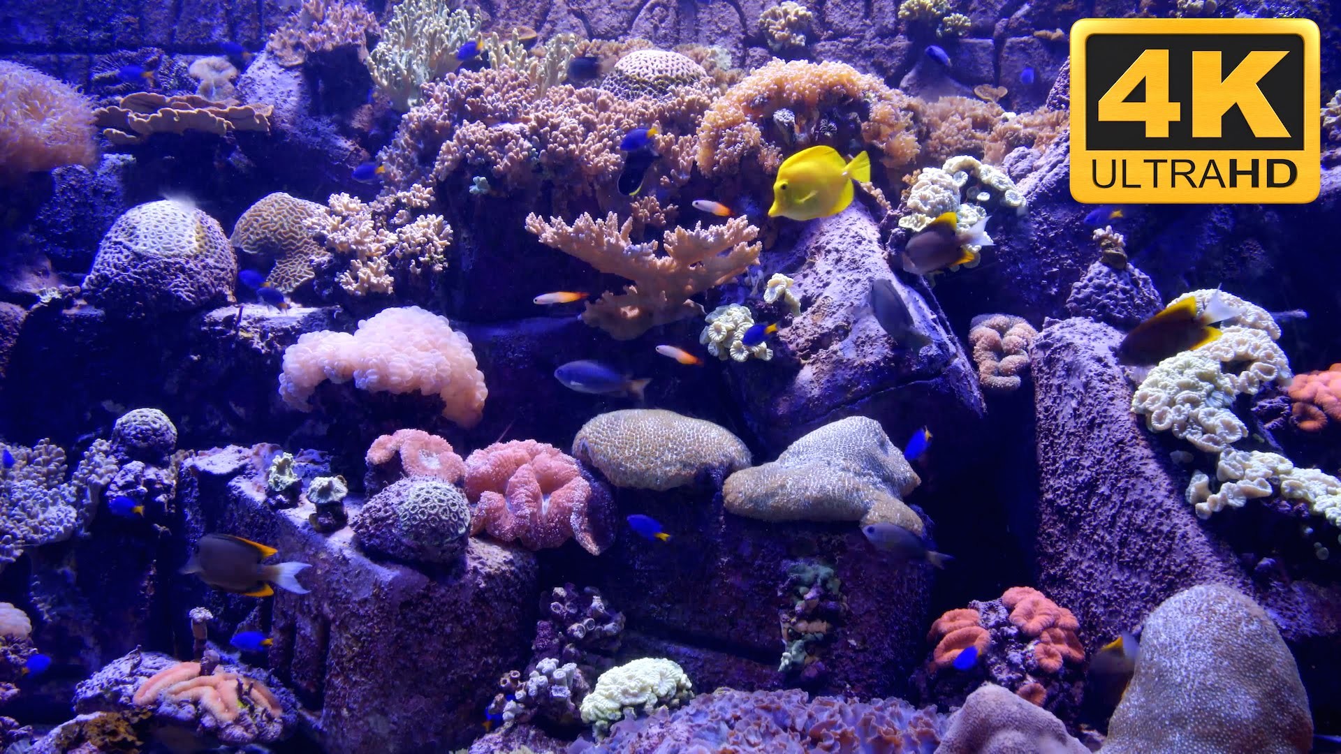 best free aquarium screensaver windows 10