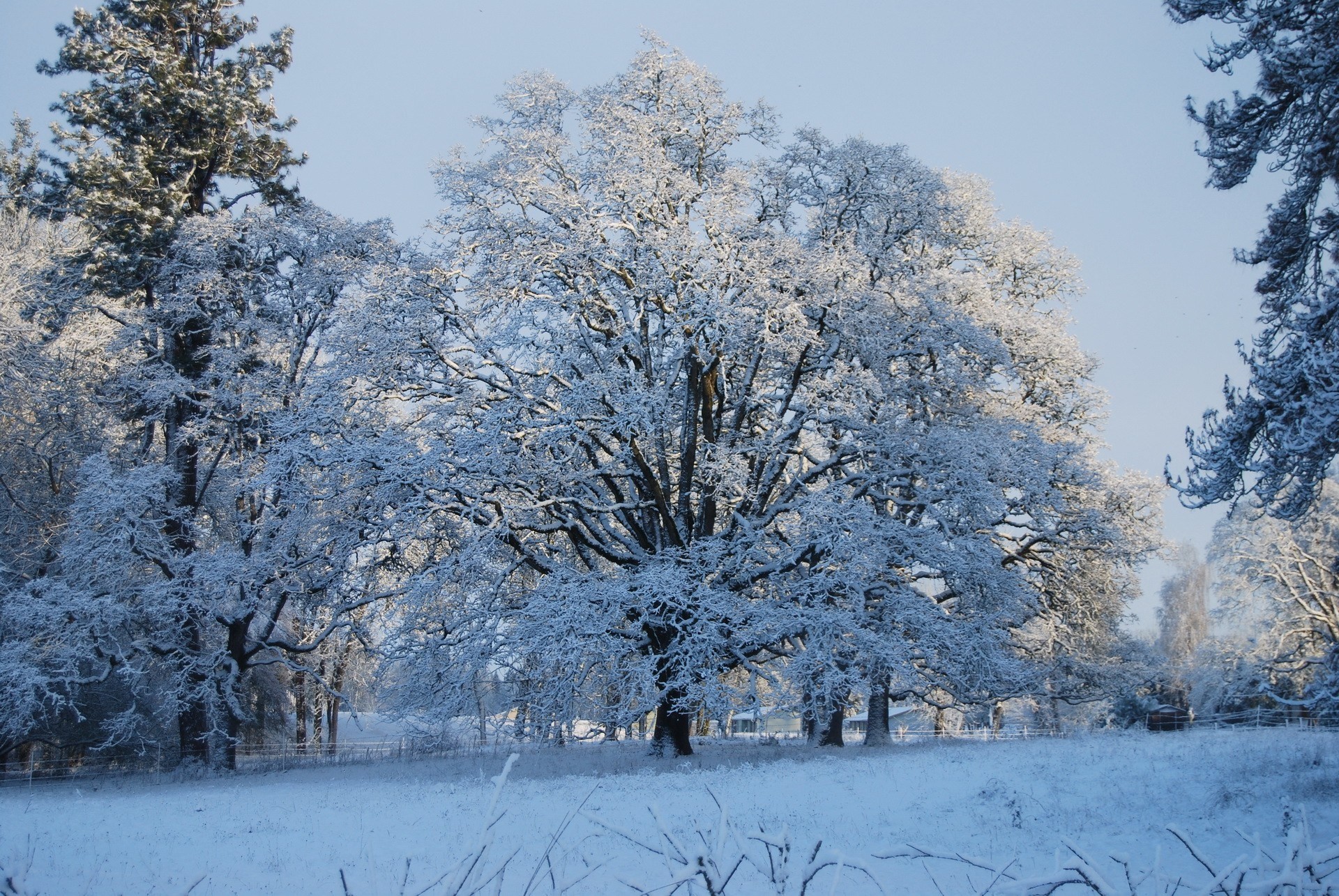 1920x1285 winter background wallpaper free - winter category