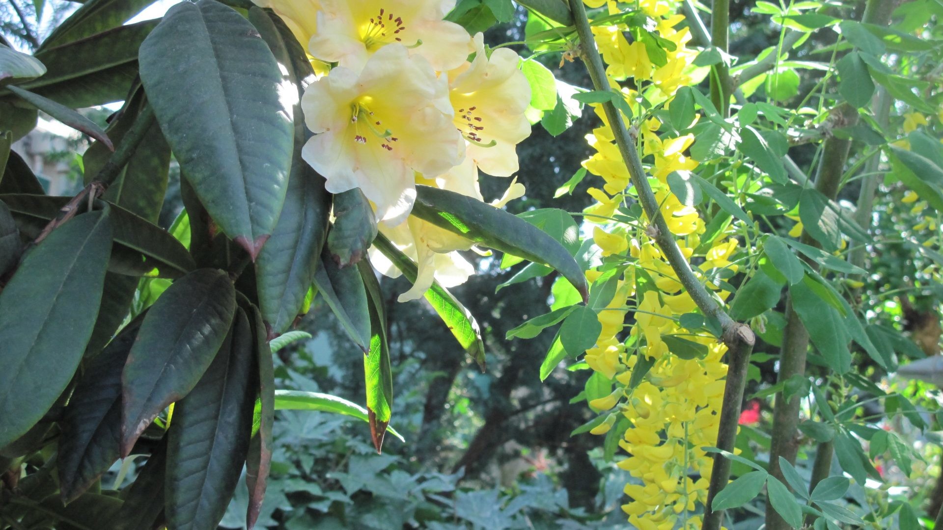 1920x1080 Flowers - Trees Yellow Garden Flowers Photography Rejuvenate Green Life  Leaf Desktop Background Flower Photo for