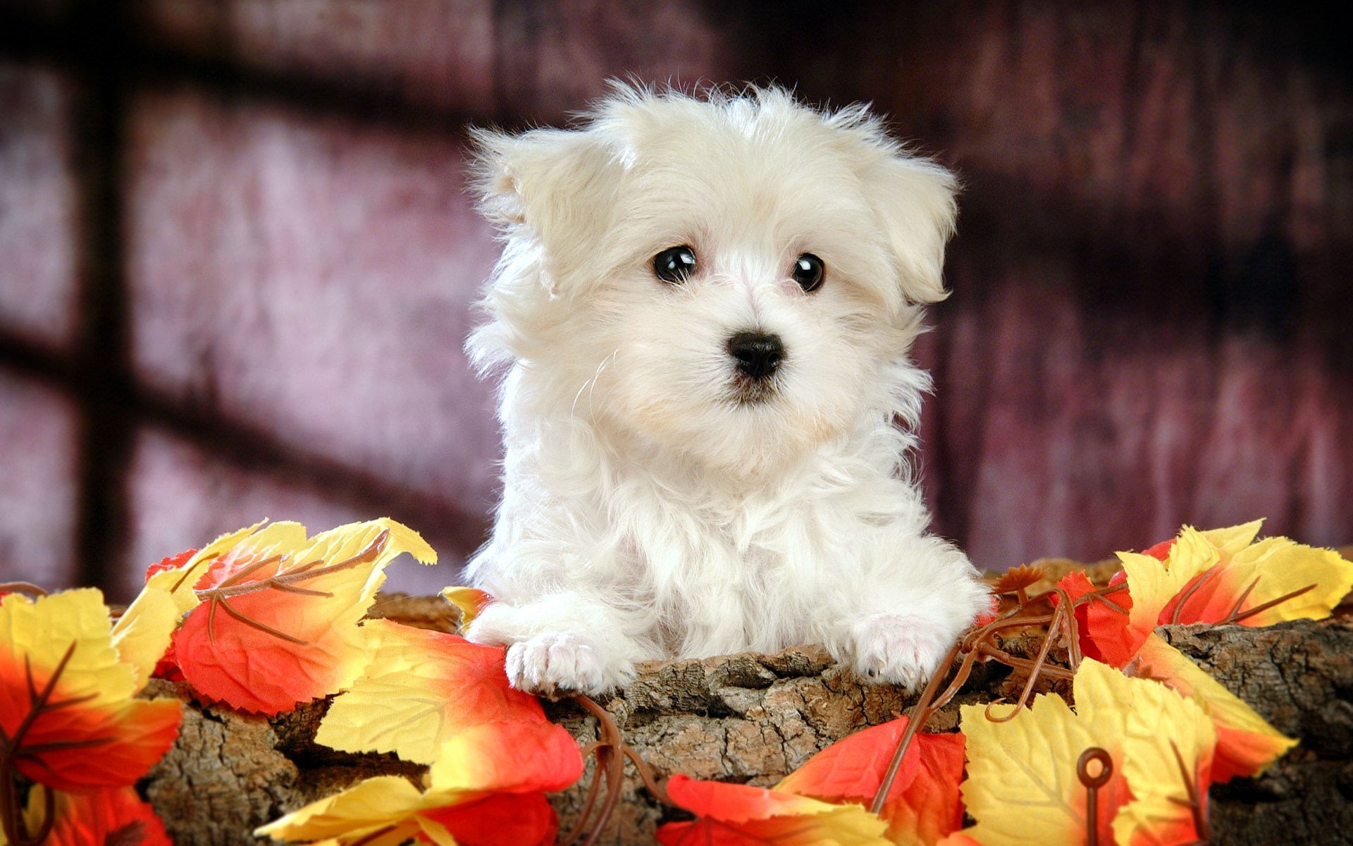 1920x1200 Pleasing 44 Very Cute Poodle Puppy Pictures And Images along with  Mesmerizing Puppies Good Morning Wallpaper