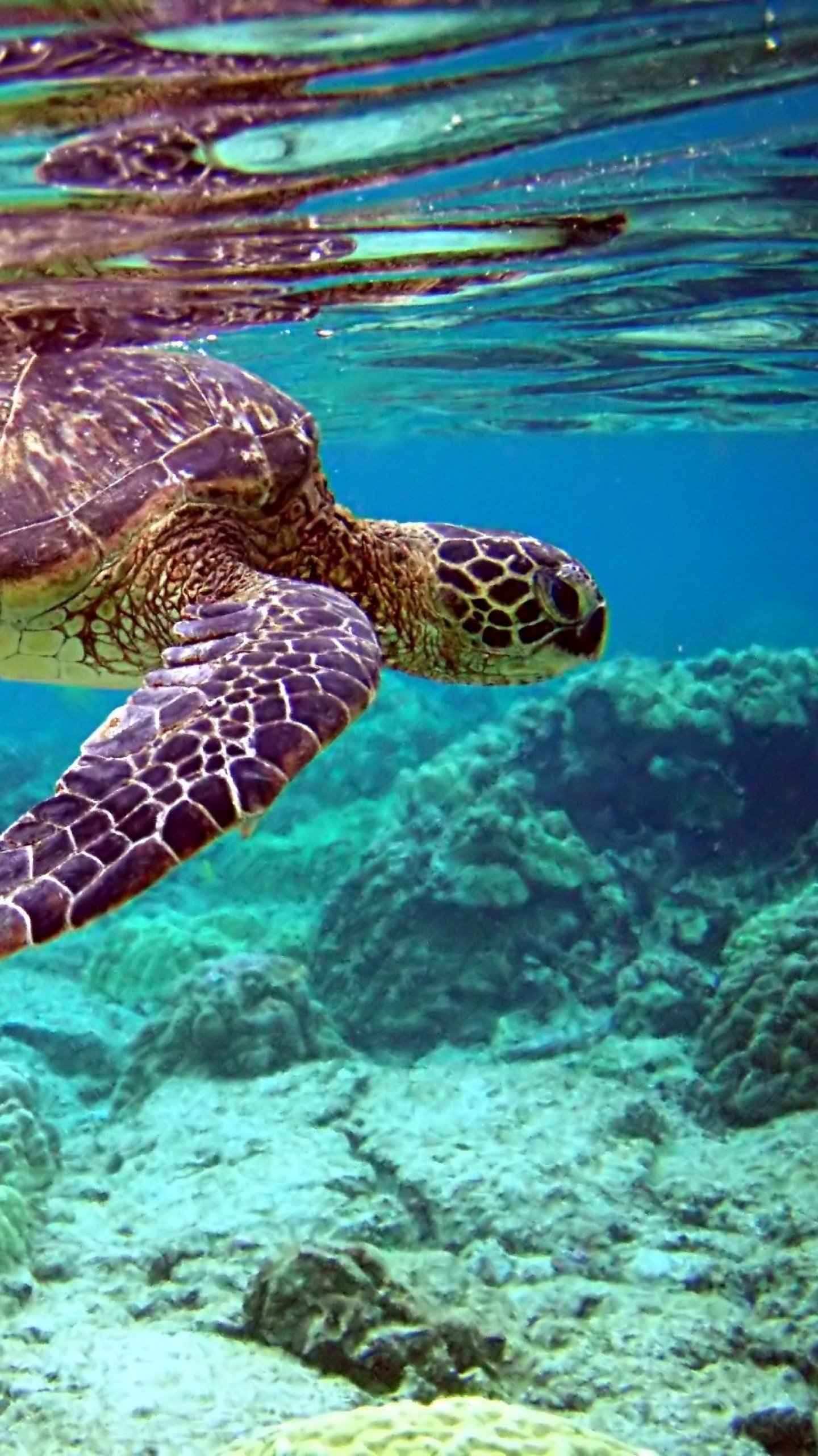 1440x2560  Wallpaper turtle, underwater, swimming, water