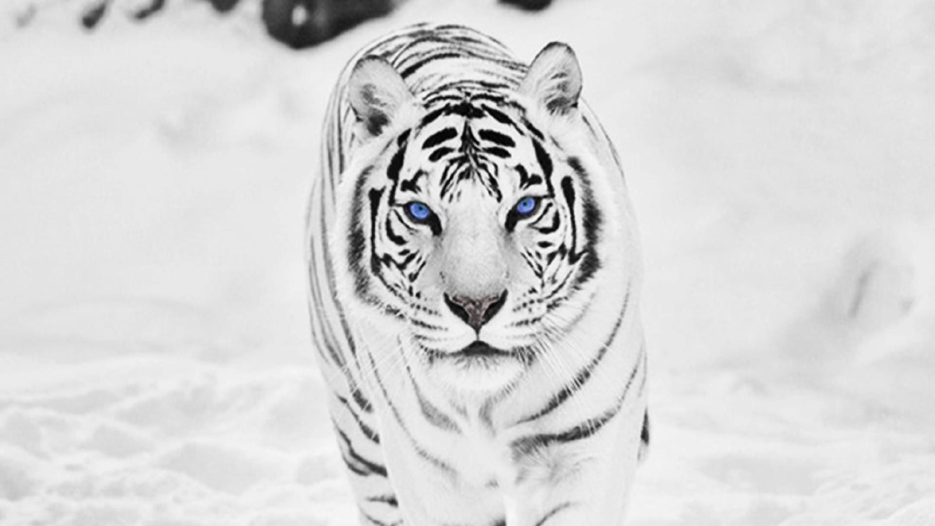 1920x1080 Siberian White Tiger Nexus 5 Wallpaper ()