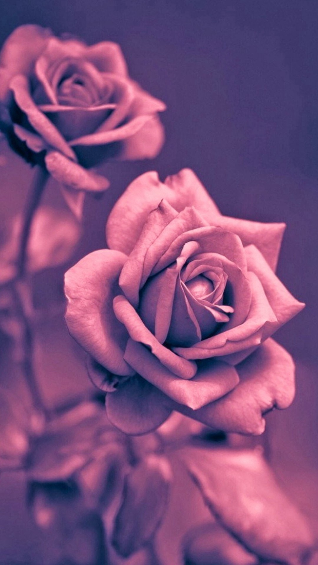 1080x1920 Beautiful Pink Rose Closeup iPhone 6 Wallpaper Download