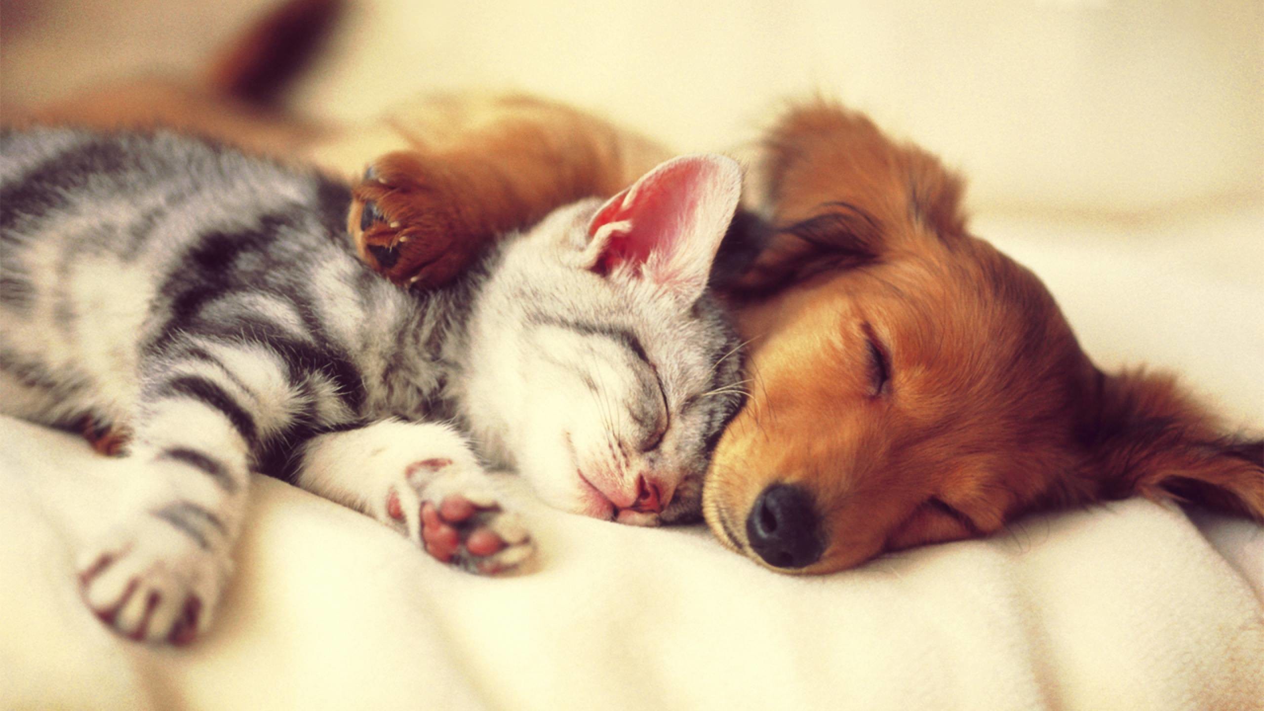 2560x1440 Dog And Cat Wallpapers Photo