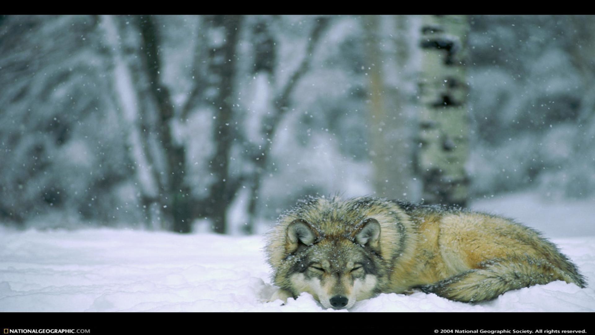 1920x1080 Wolf im Winterwald minnesota usa Nationalpark