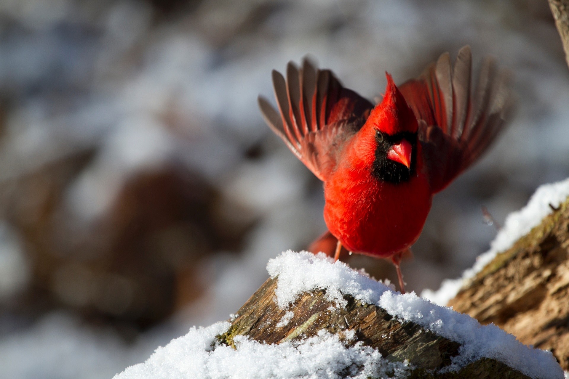 1920x1280 Cardinal In Winter Cardinal Cardinal Bird ...