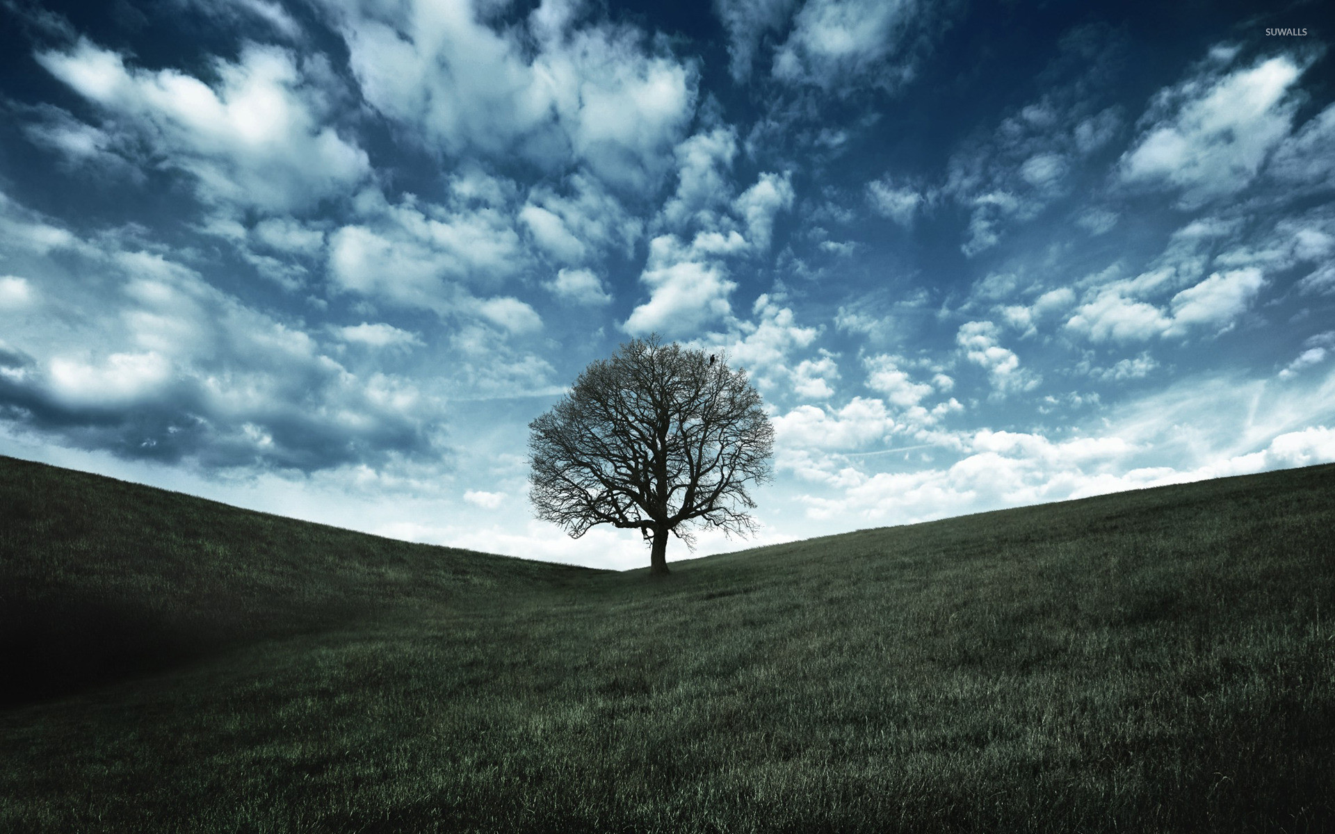 1920x1200 Lonely tree wallpaper