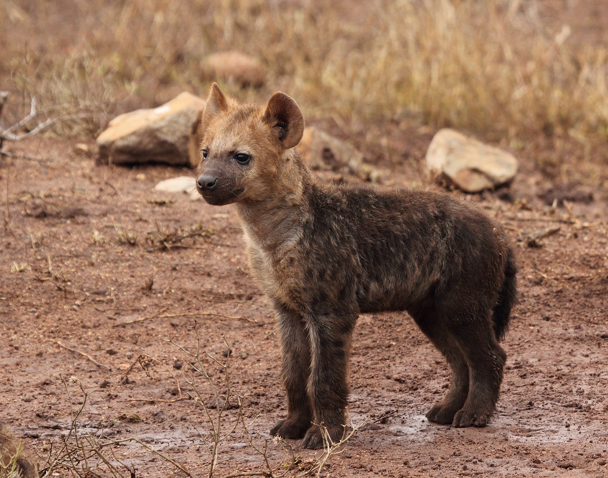 1954x1536 Baby Hyena Cub HD Wallpaper | Hintergrund |  | ID:673188 -  Wallpaper Abyss