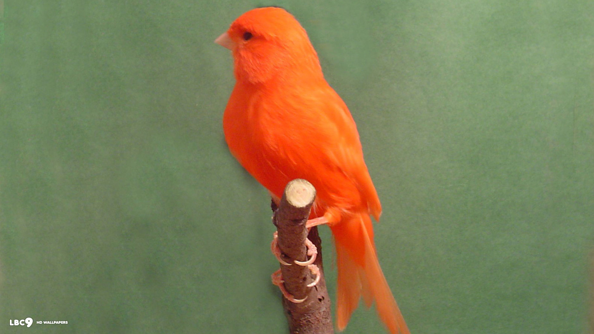 1920x1080 canary red factor bird wallpaper