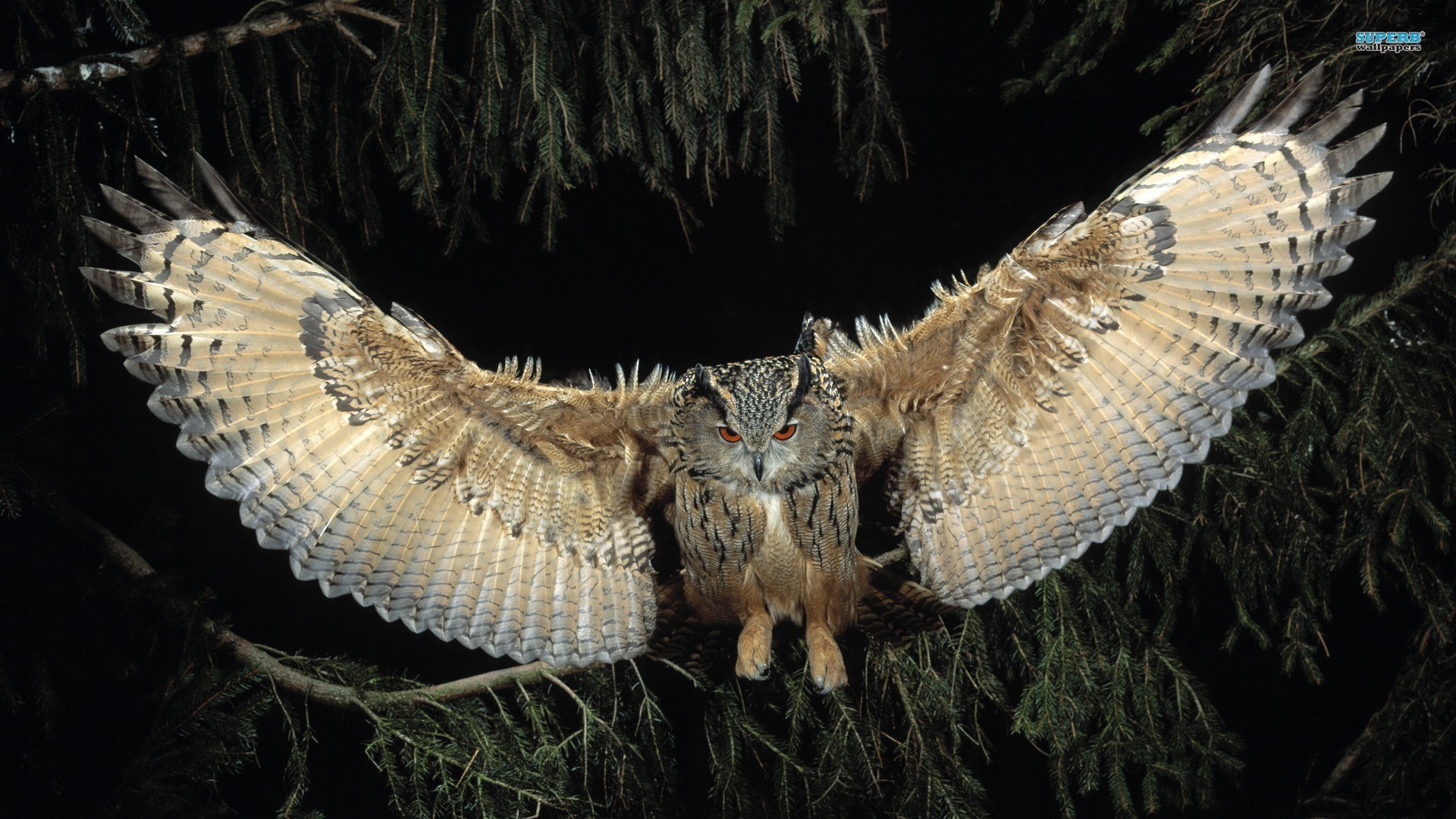 1920x1080 Flying Owl Exclusive HD Wallpapers #4157