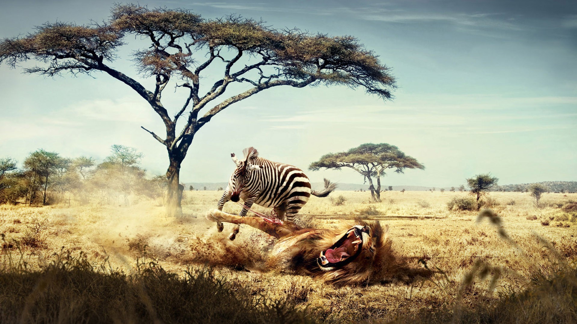 1920x1080 fantasy Art, Lion, Zebras, Africa, Animals, Savannah Wallpapers HD /  Desktop and Mobile Backgrounds