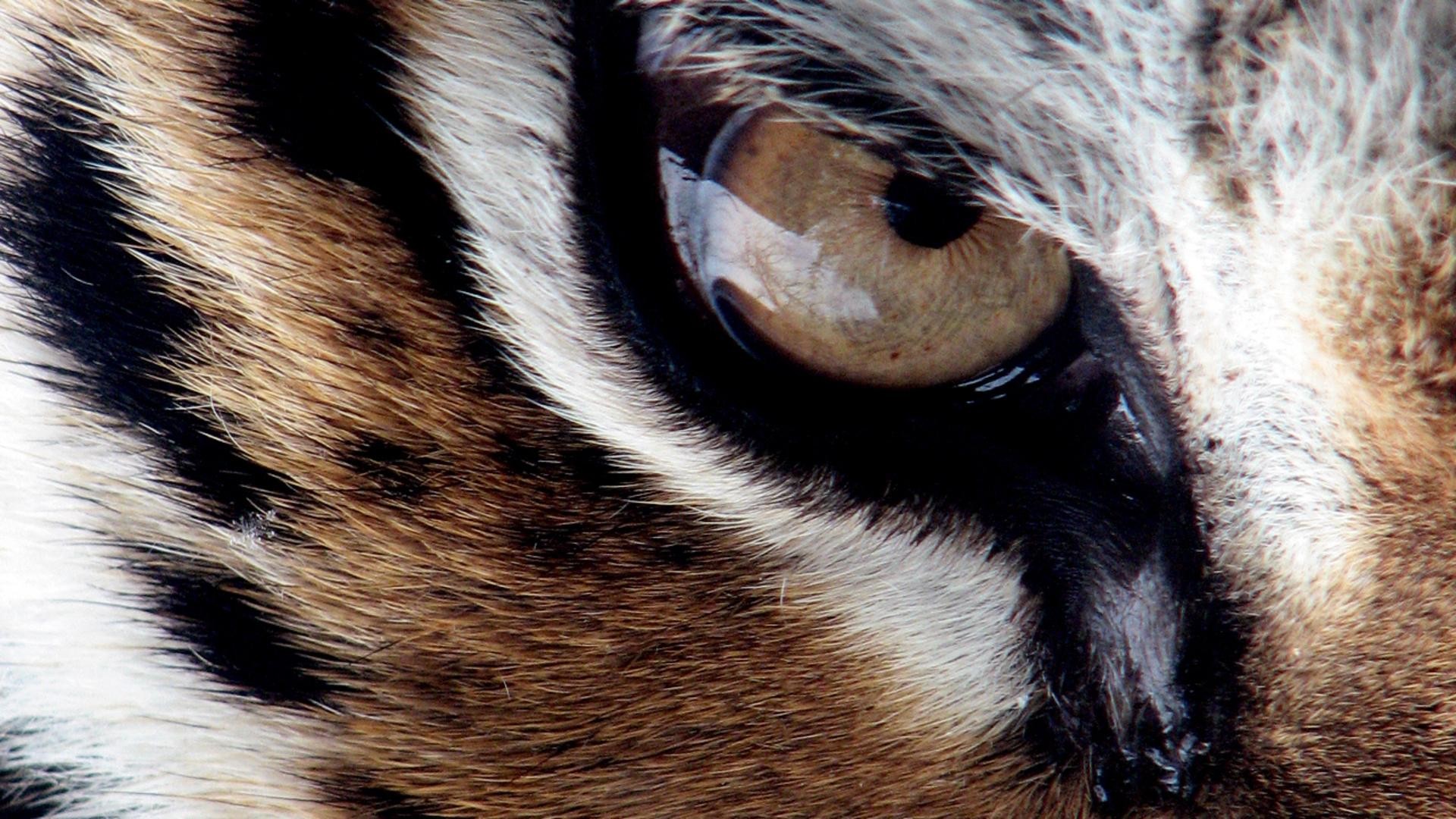 动物眼睛瞳孔放大猛兽野兽眼睛视频素材,其它视频素材下载,高清1920X1080视频素材下载,凌晨两点视频素材网,编号:161809