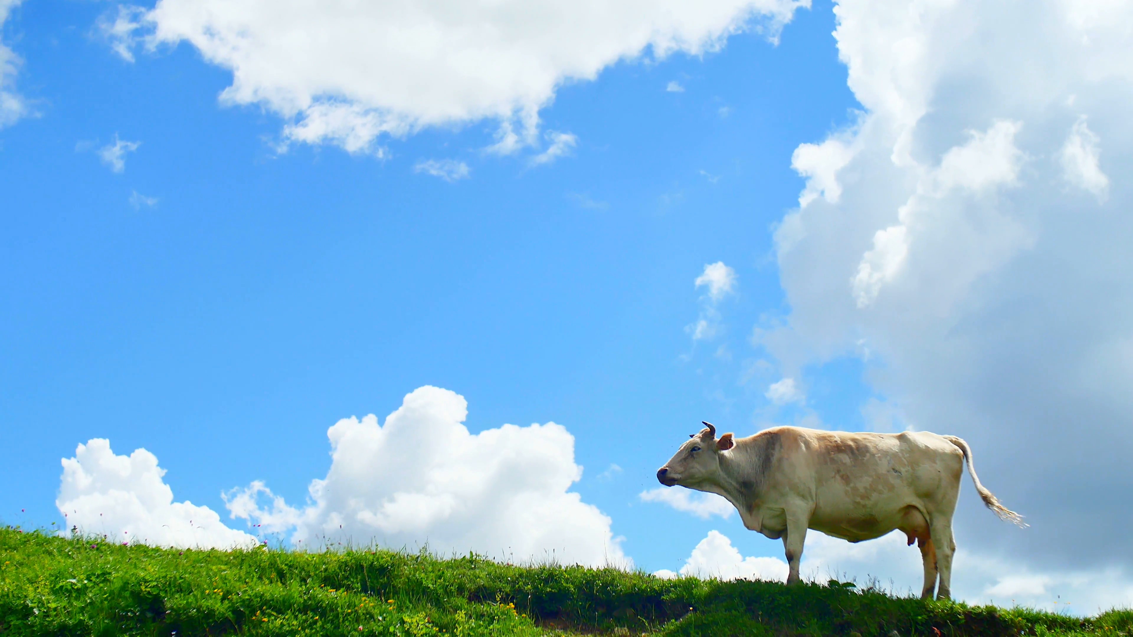 3840x2160 cow grazing on green hill top in mountains on background of beautiful  summer clouds