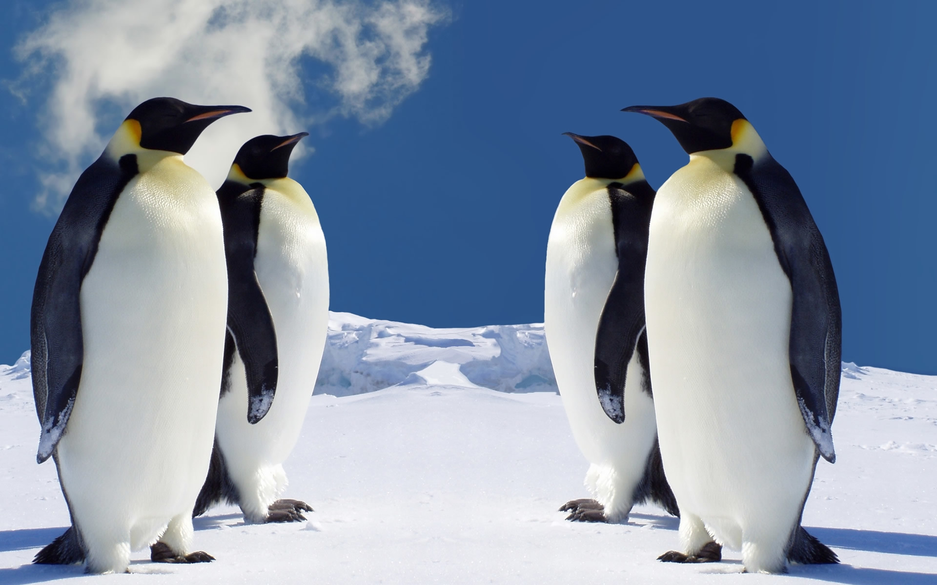 1920x1200 Download Free HD Penguin Wallpaper for Windows