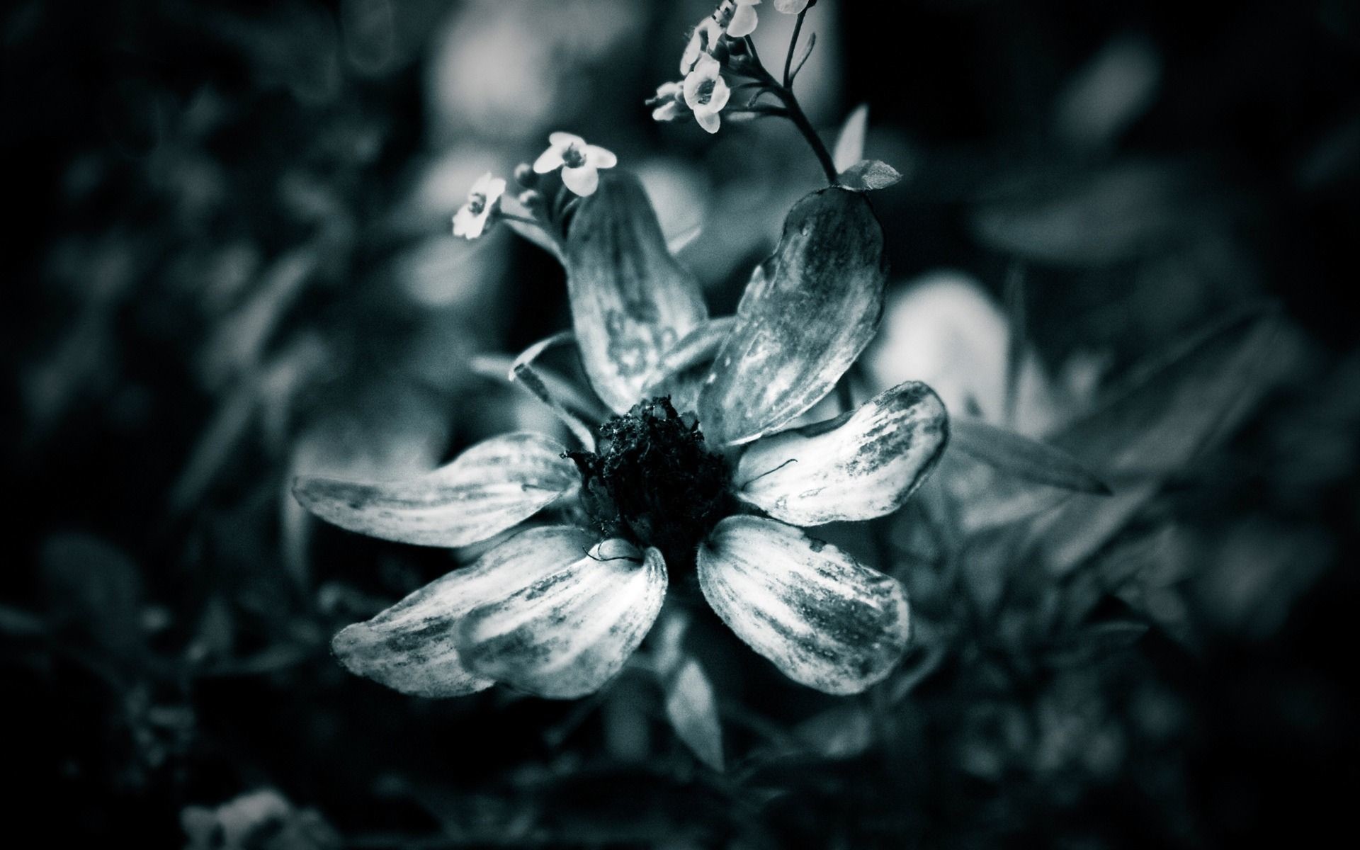 1920x1200 Black-and-white flower wallpapers and images - wallpapers .