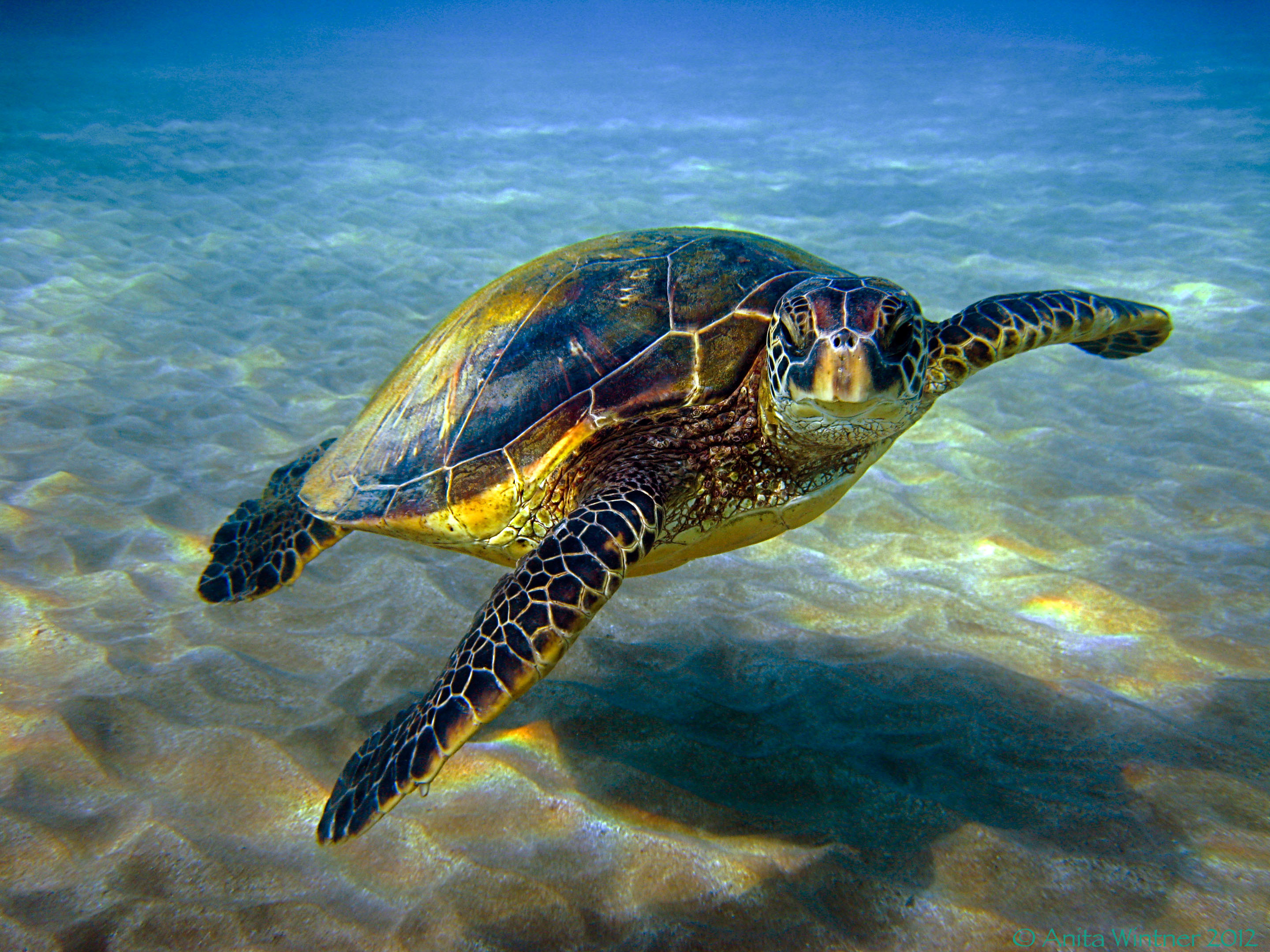 2880x2160 Hawaiian green sea turtle or honu | Sea Turtles Restoration Project |  Photo: Anita Wintner