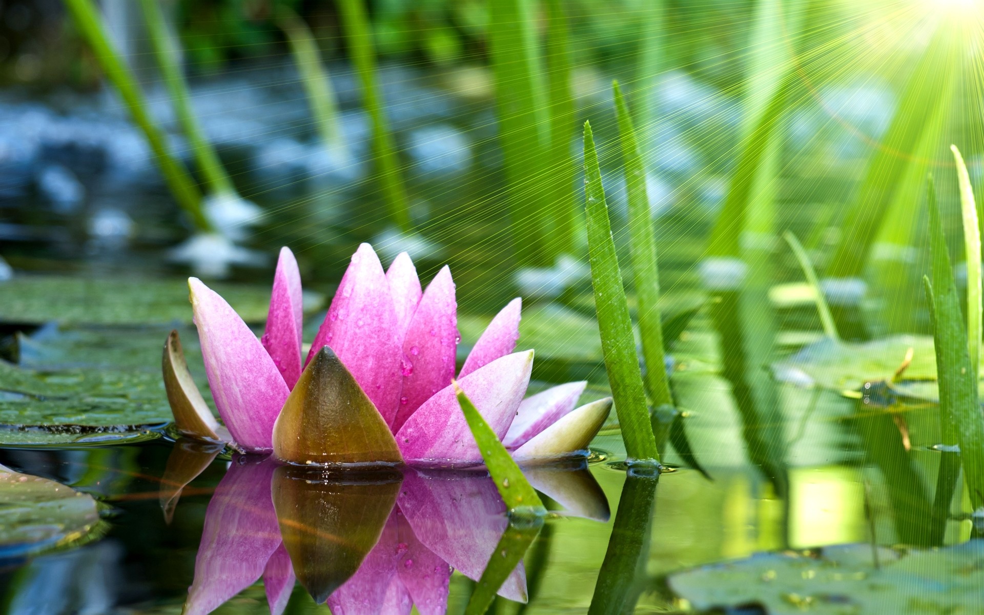 1920x1200 Water Lily
