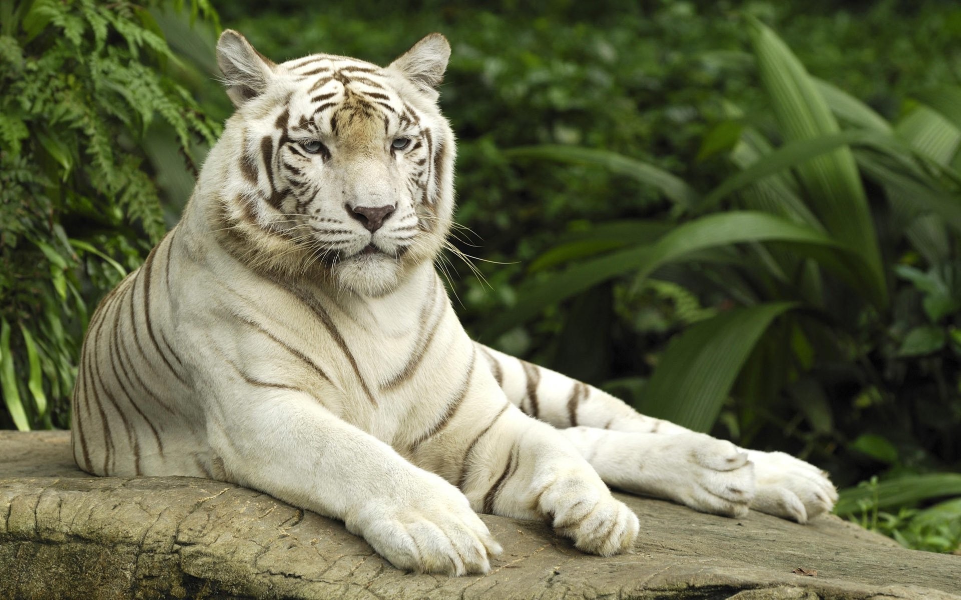1920x1200 Baby White Tiger Wallpapers Wallpaper