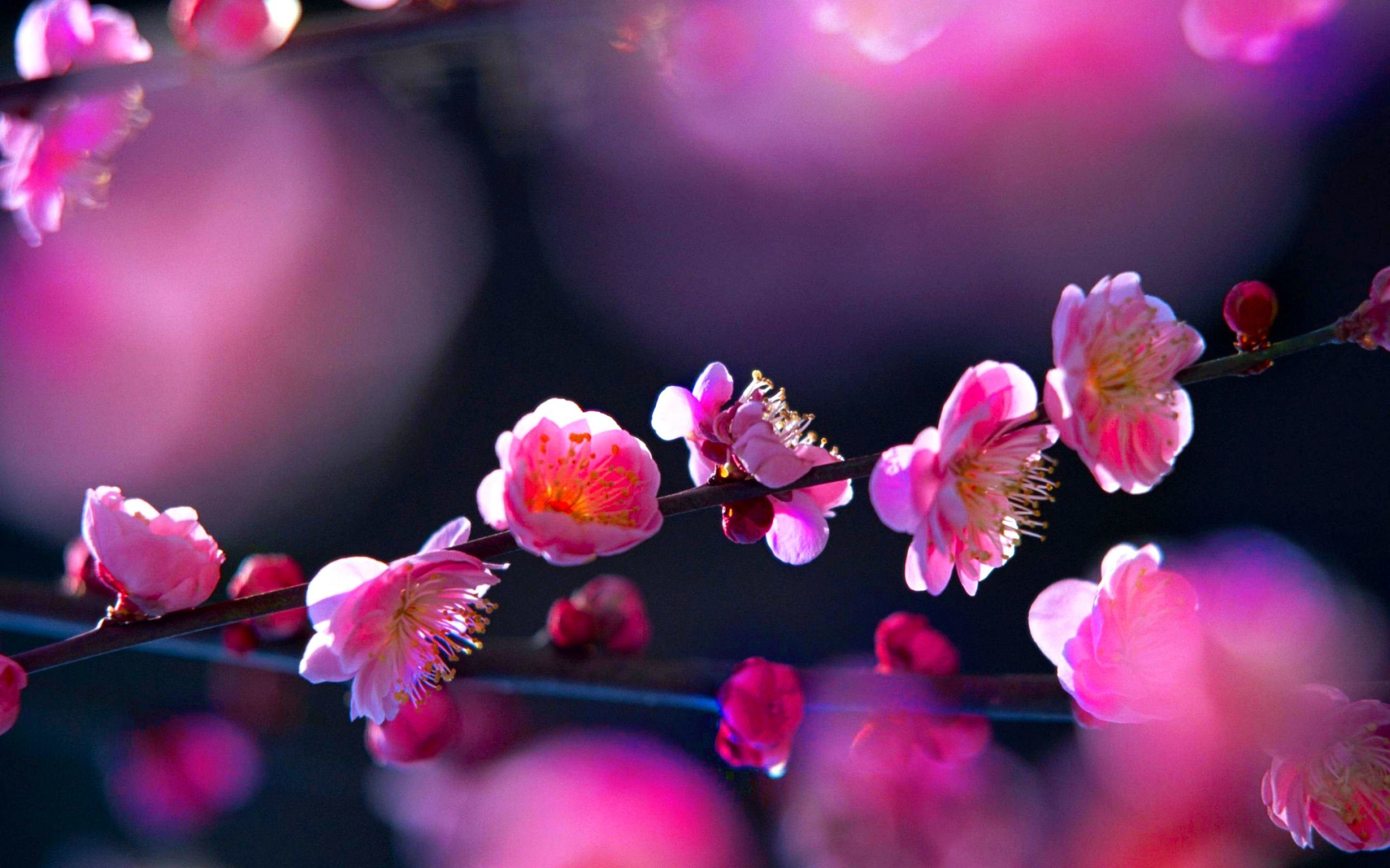 2560x1600 D Pink Flowers Background Wallpaper x Cool PC