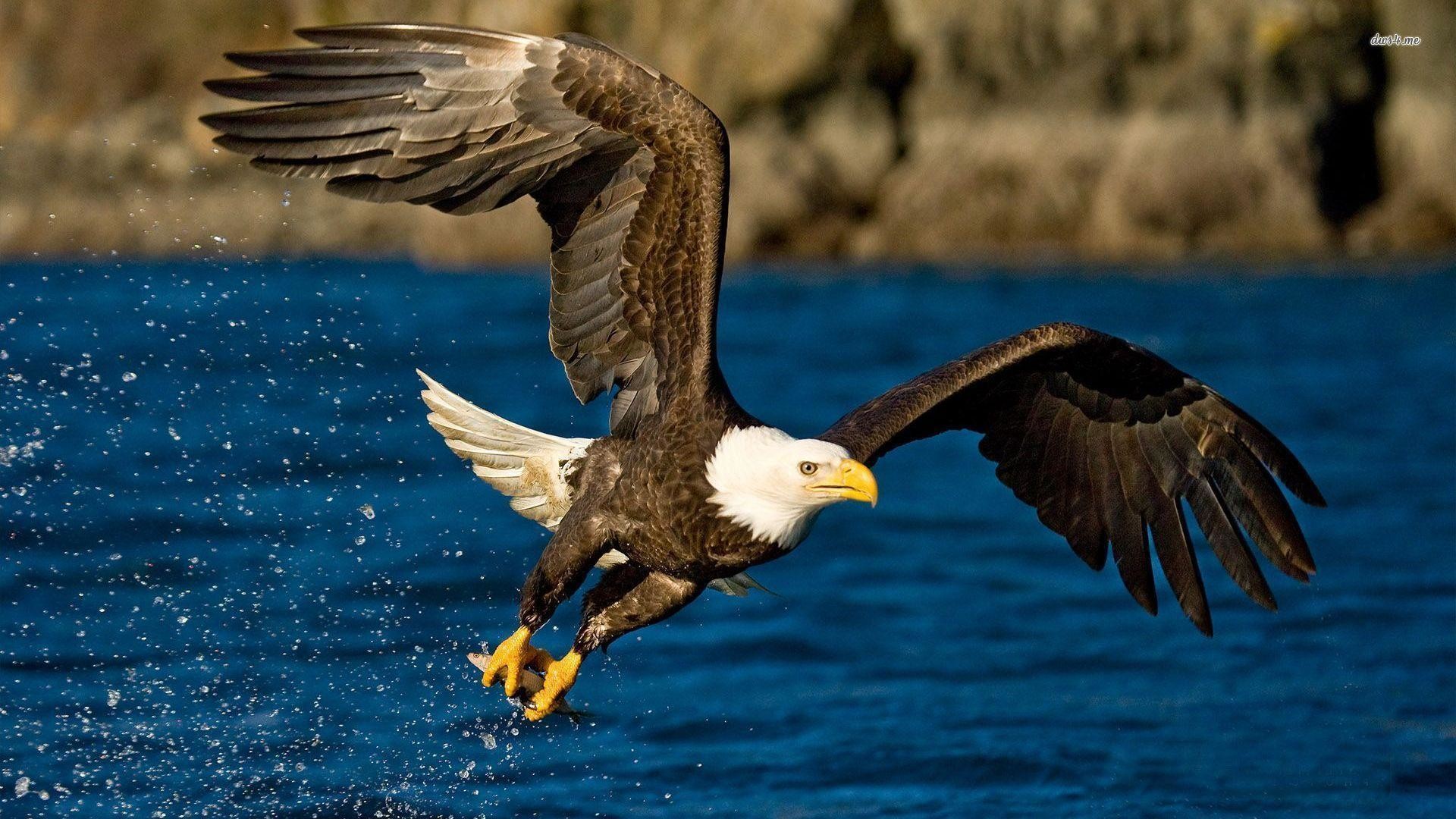 1920x1080 Animals For > American Eagle Hd Wallpaper