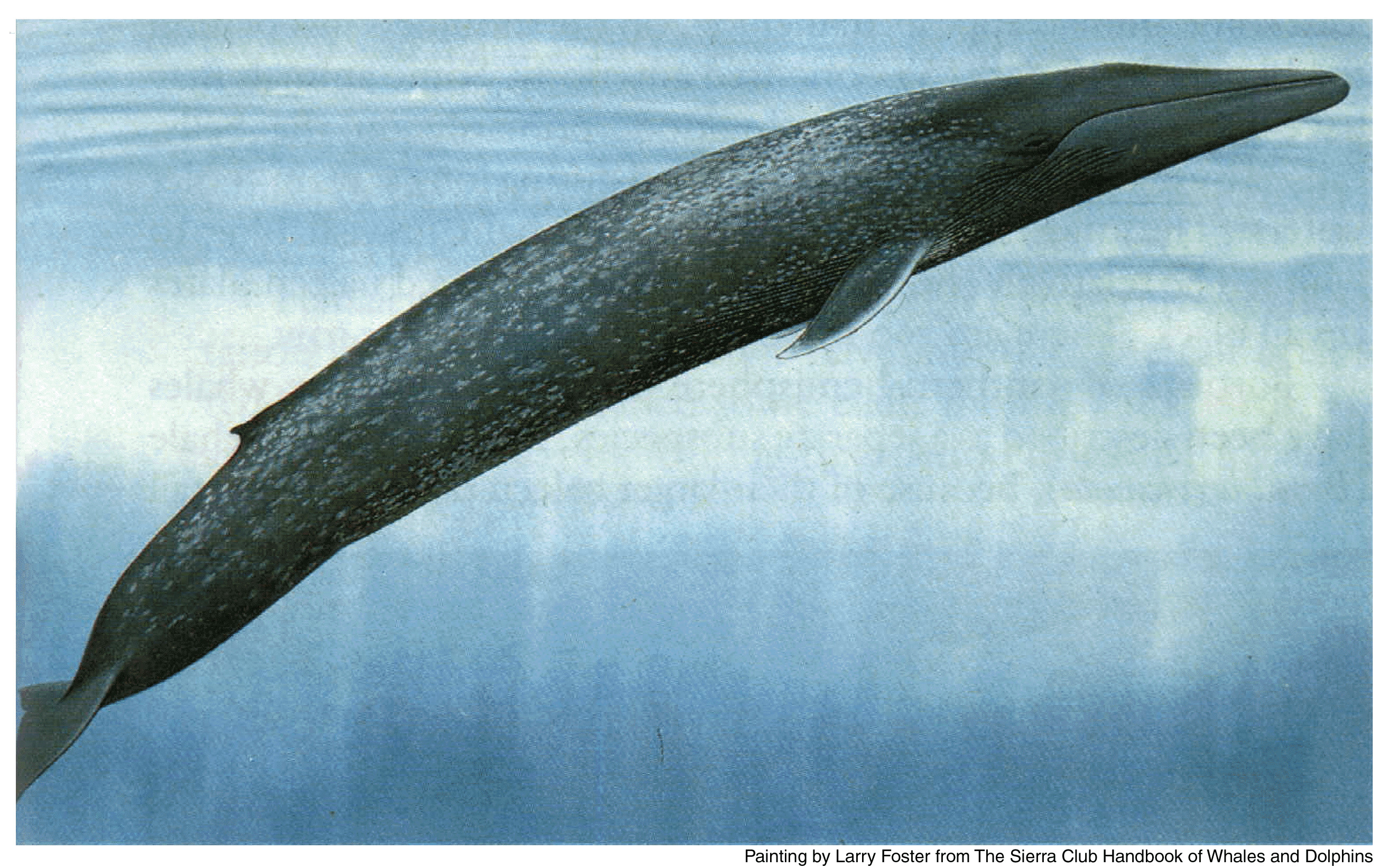 2628x1643 Animal - Blue Whale Whale Wallpaper