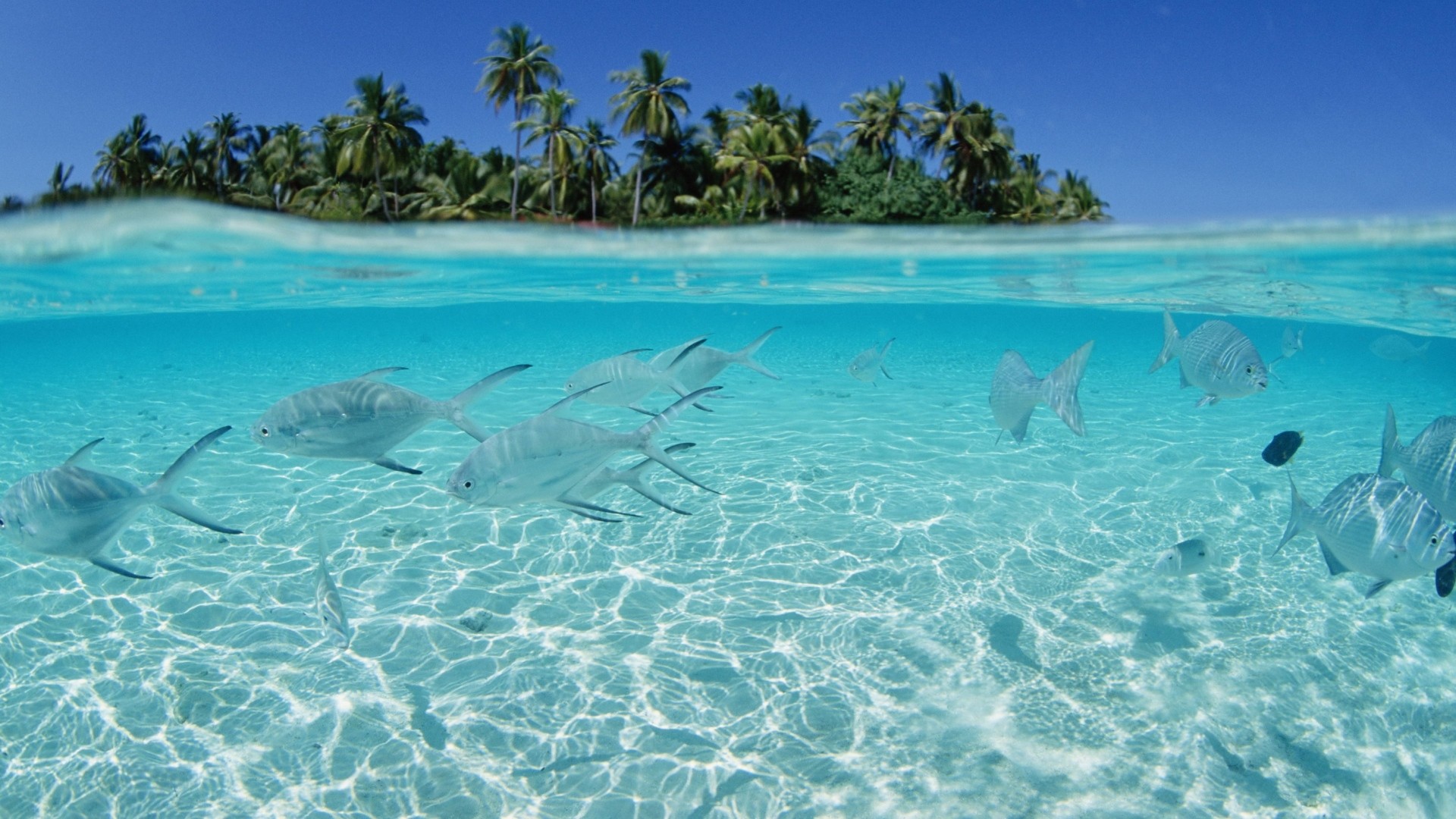 1920x1080 Preview wallpaper fish, flock, sea, shallow water, island, palm trees  