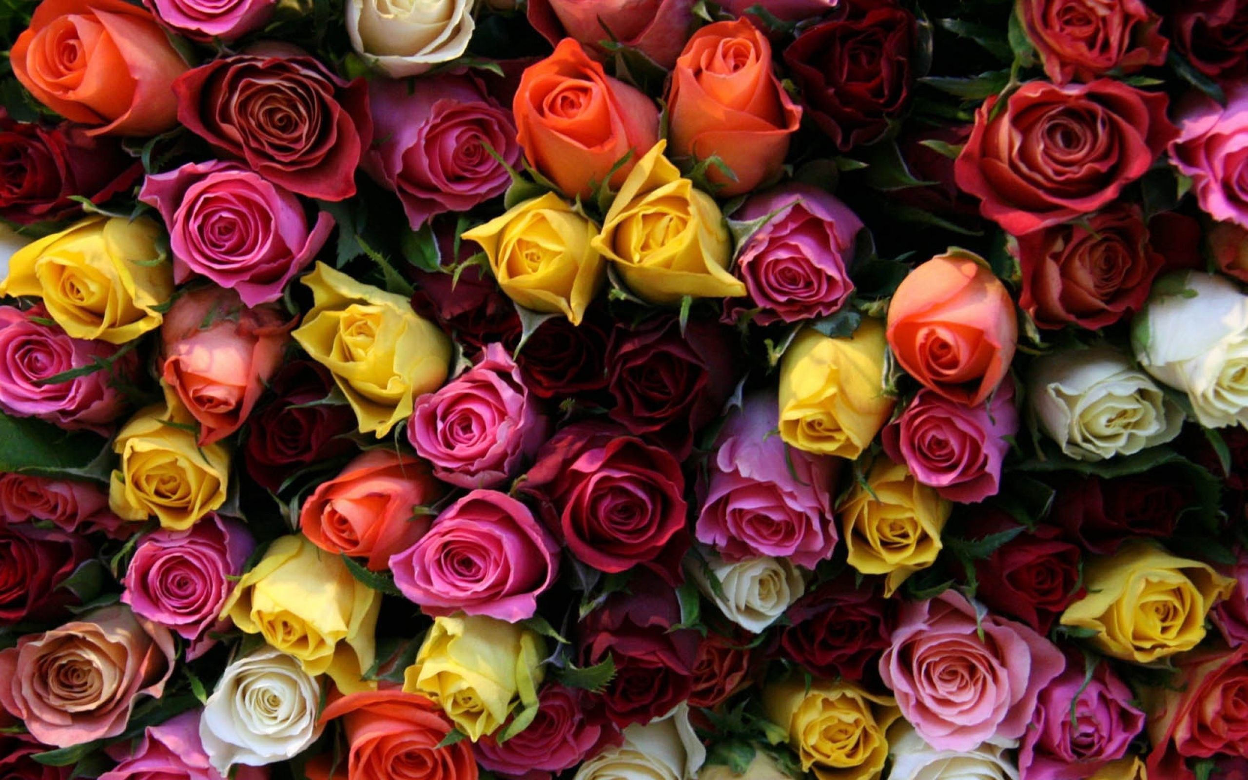 2560x1600 Color Roses Wallpaper HD Download Of Beautiful Roses