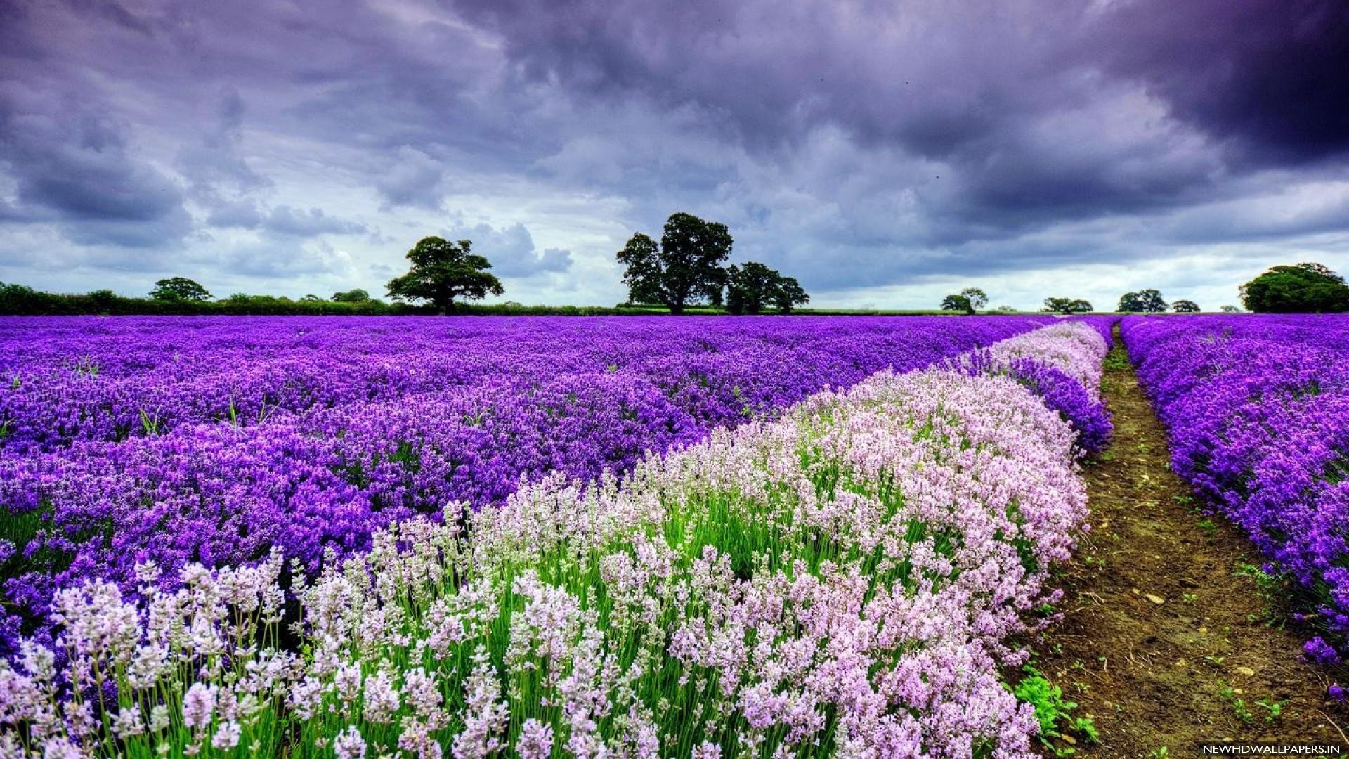 1920x1080 ... Field Of White And Purple Flowers High Definition Wallpaper 1080p