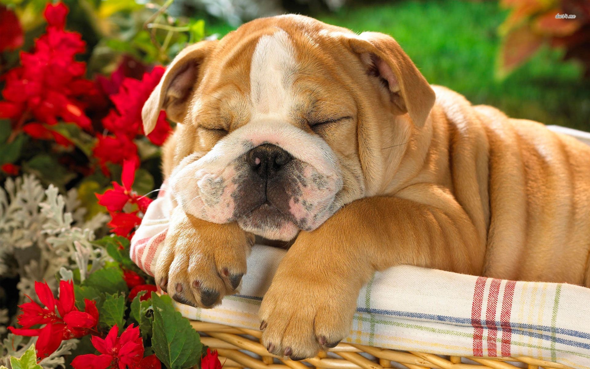 1920x1200 Cute Puppy of Bulldog HD Wallpaper | HD Wallpapers Pictures .
