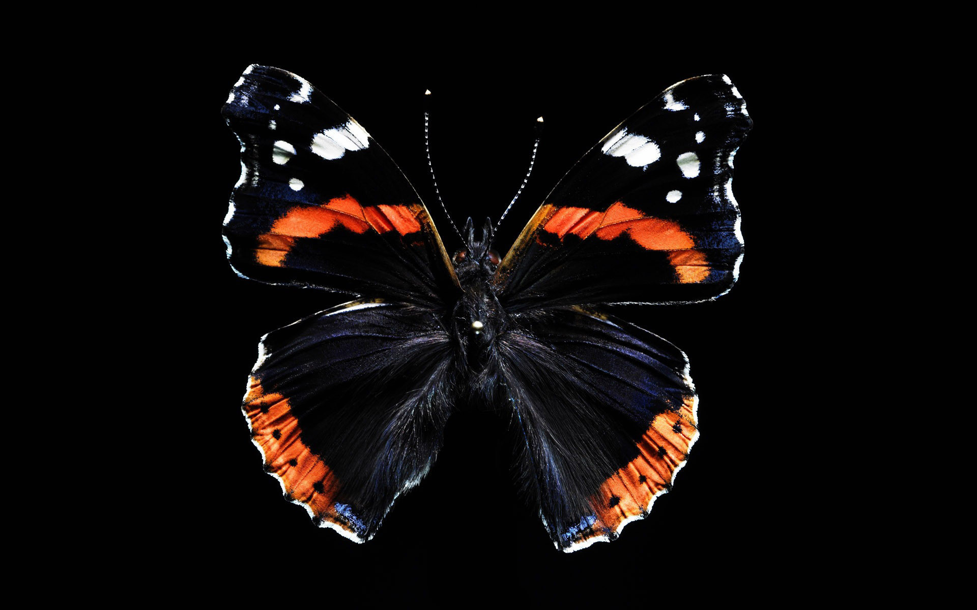 1920x1200 Black butterfly on black background