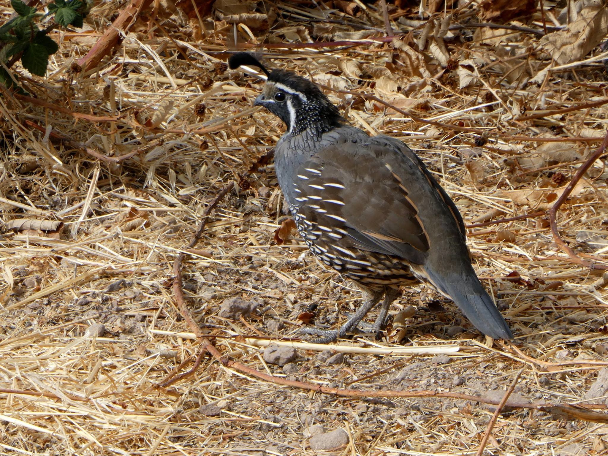 2048x1536 The California Quail is the State Bird, and can often be sighted in natural  areas of much of the state. In the Overlook and Montini properties, ...