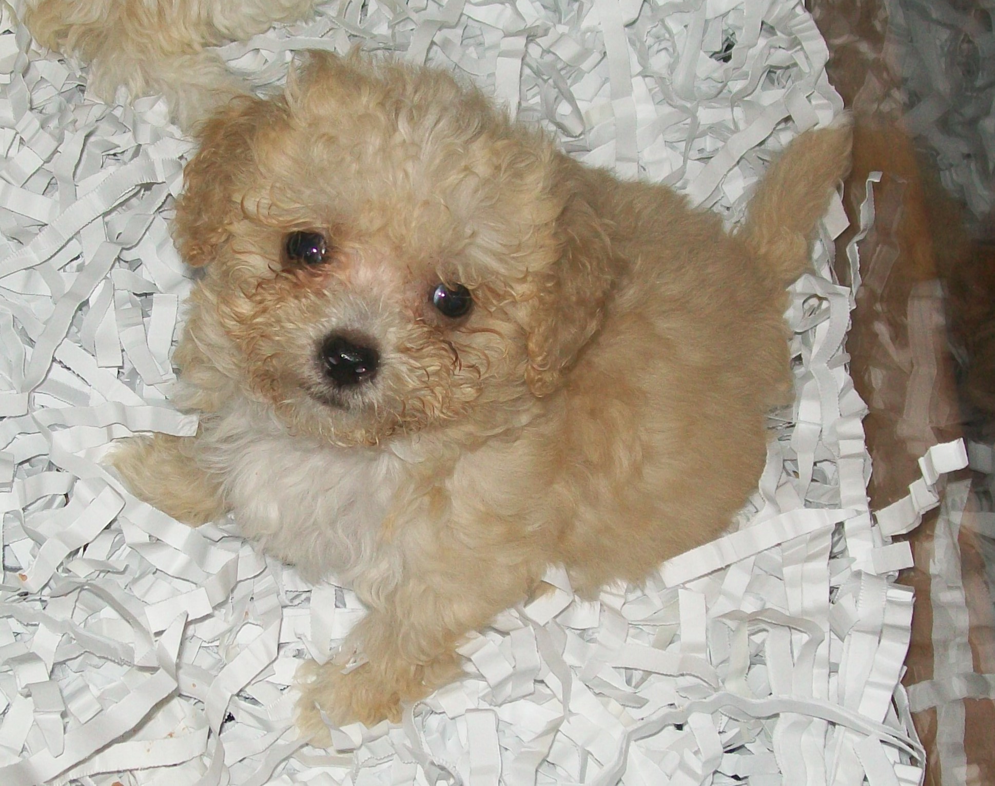 1939x1531 Puppies For Sale - Debbies All Care Pet Services