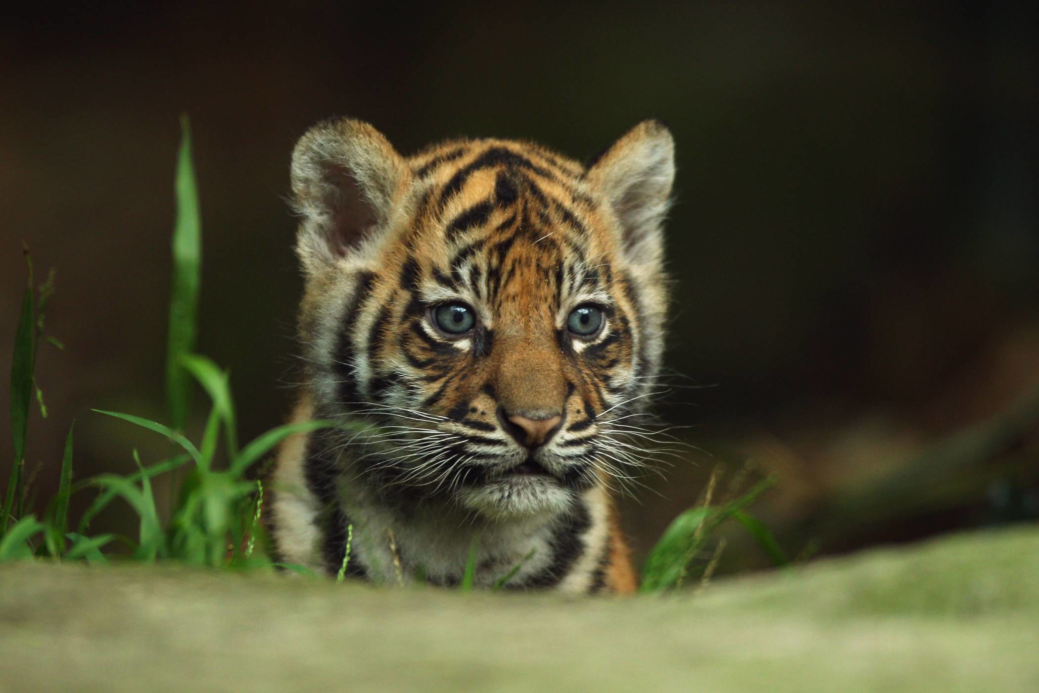 2100x1400 Beautiful Tiger Wallpapers free download
