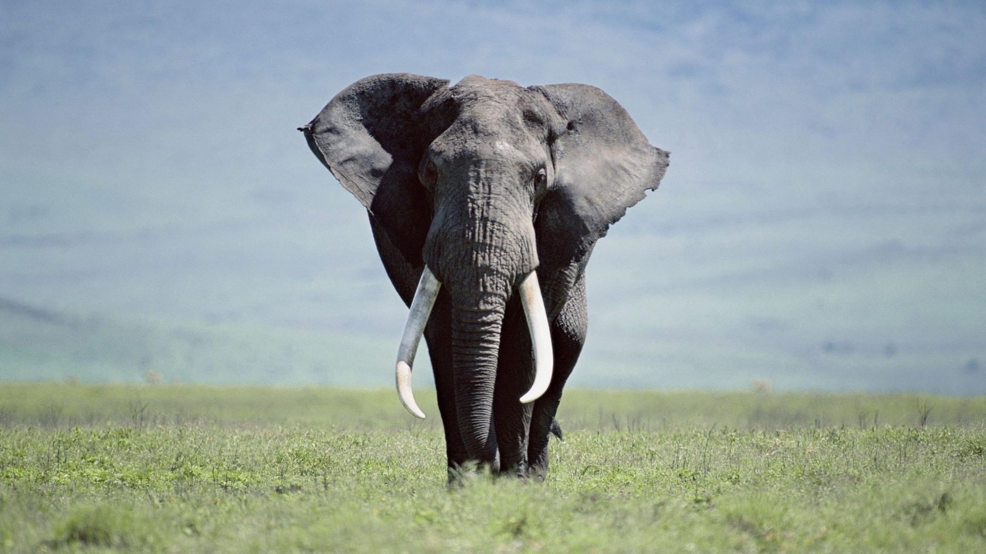 1920x1080 Elephant HD Wallpapers Backgrounds Wallpaper | HD Wallpapers | Pinterest |  Elephant background, Hd wallpaper and Wallpaper