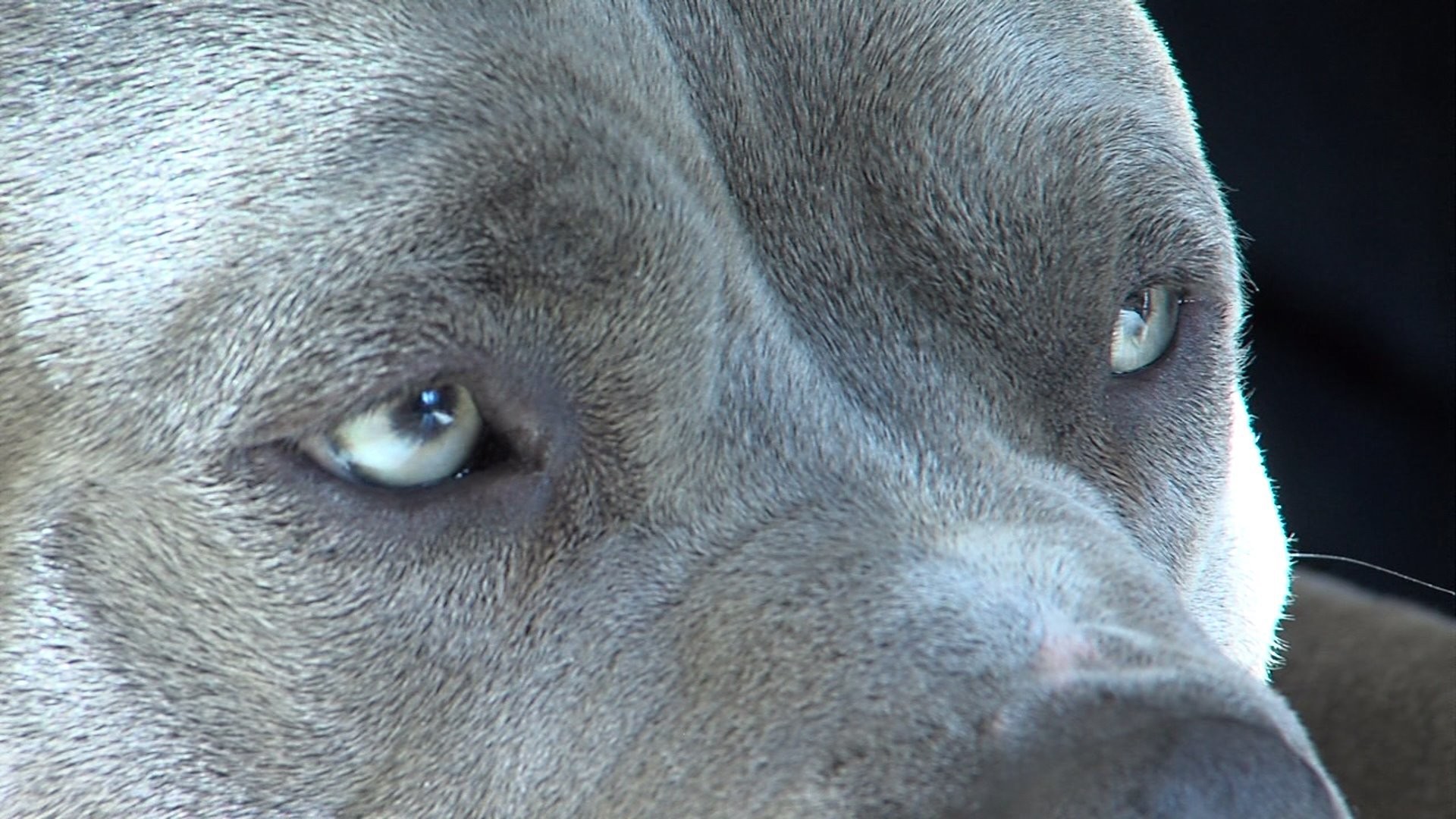 1920x1080 Pitbull dog eyes .