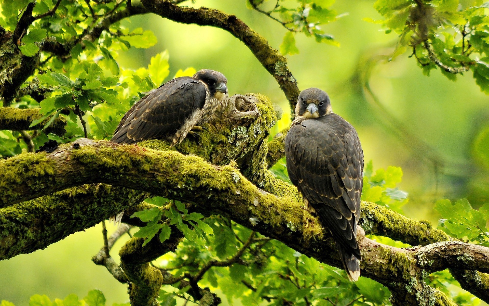 1920x1200 Birds Peregrine Falcon Branches Nature