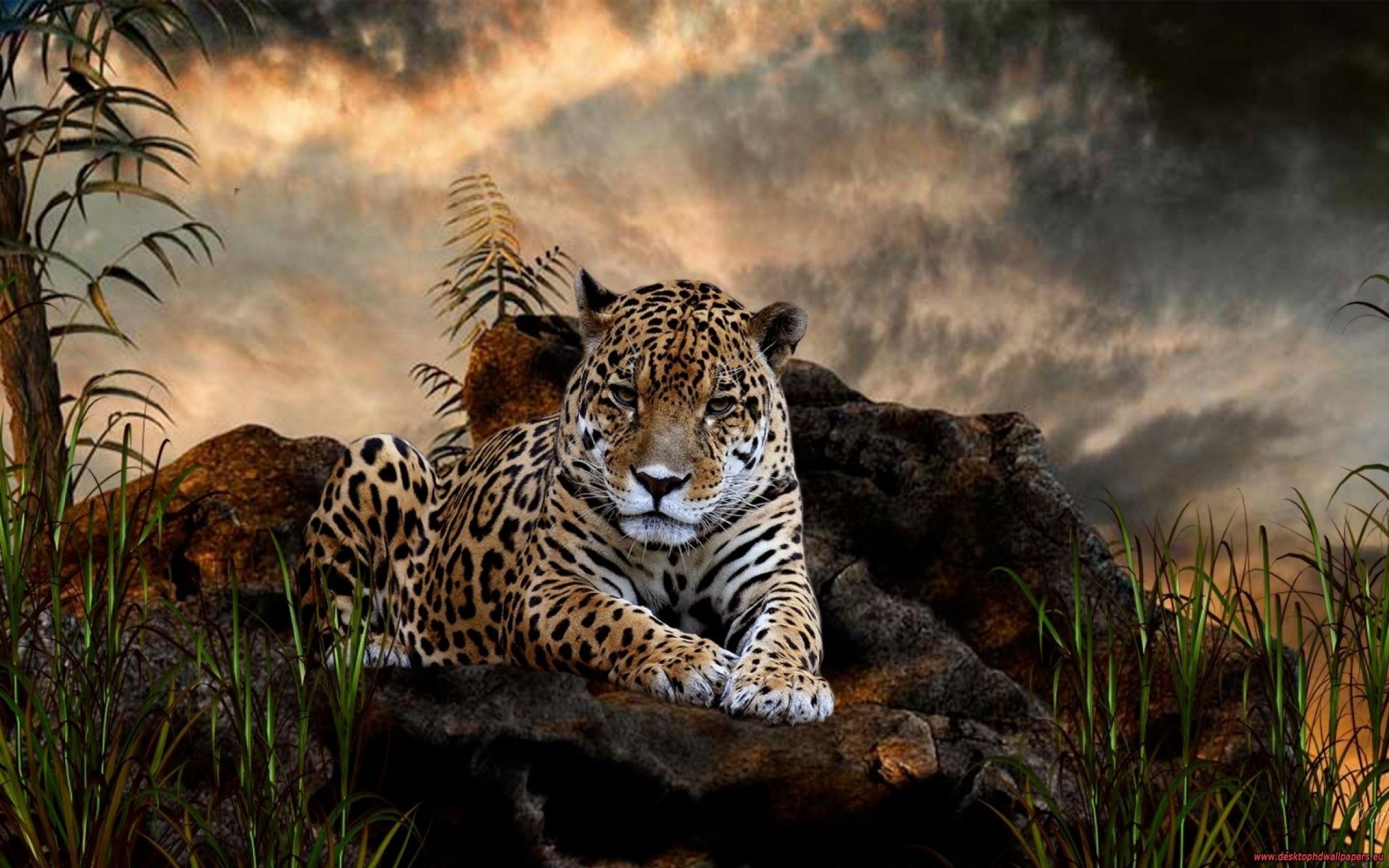 wild animal backgrounds