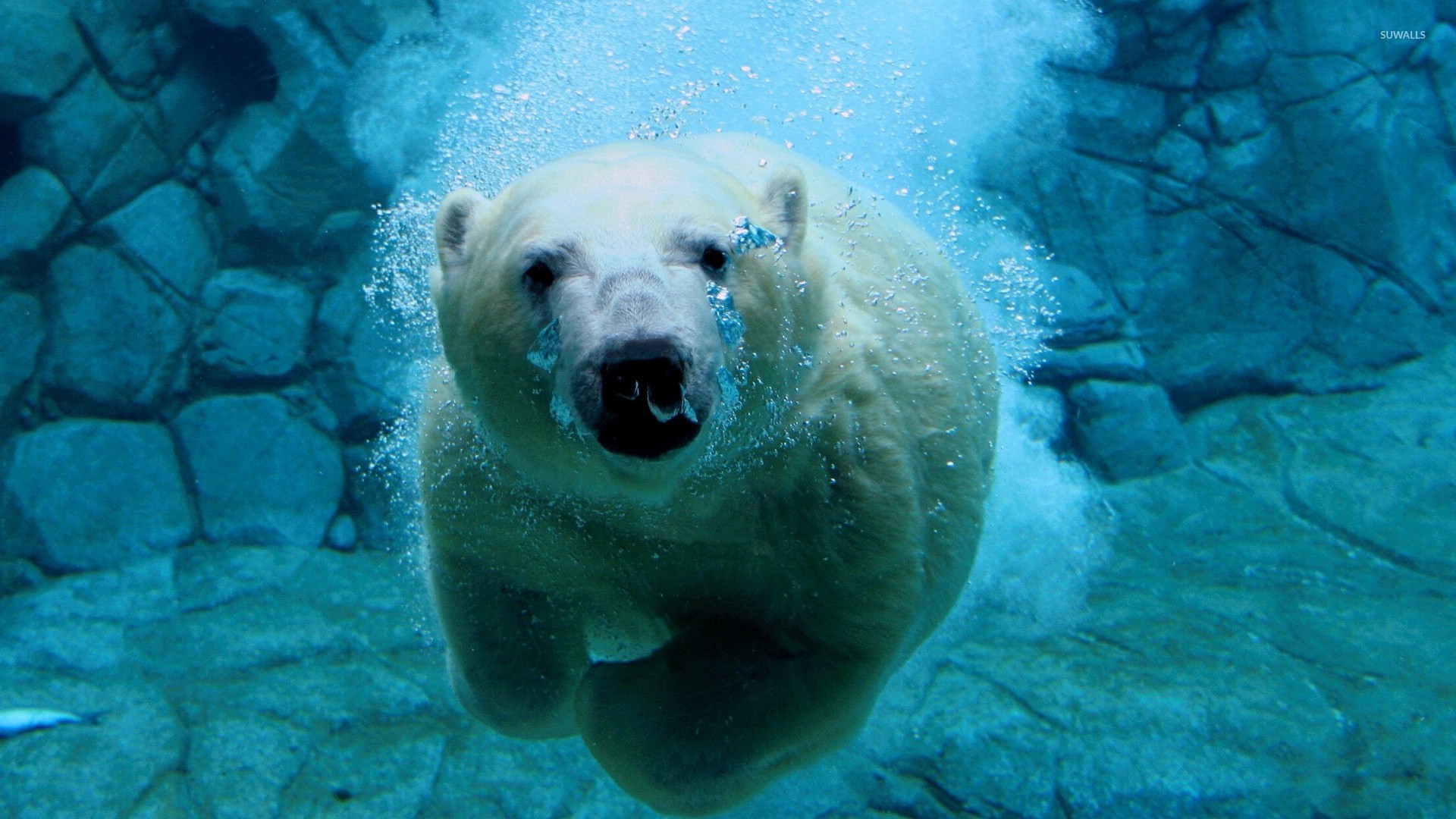 1920x1080 Polar bear swimming under water wallpaper