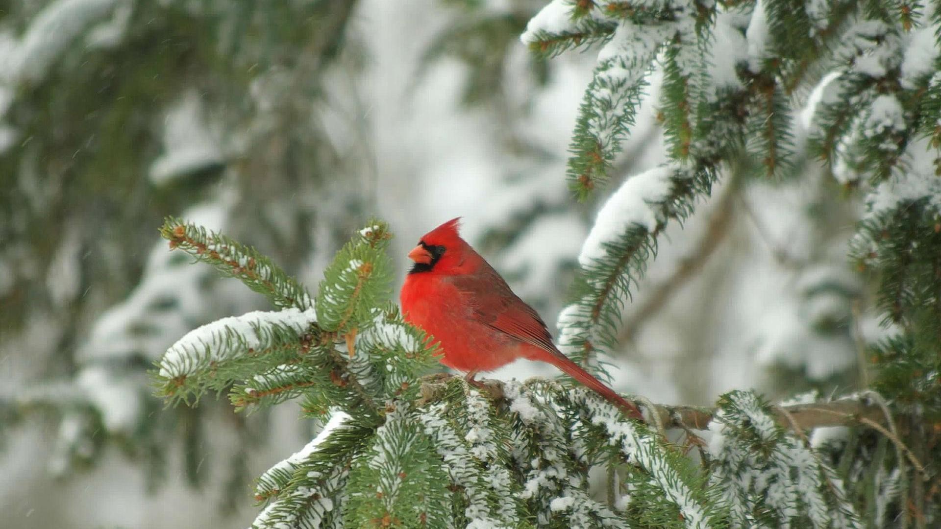1920x1080 Images For > Cardinal In Snow Wallpaper