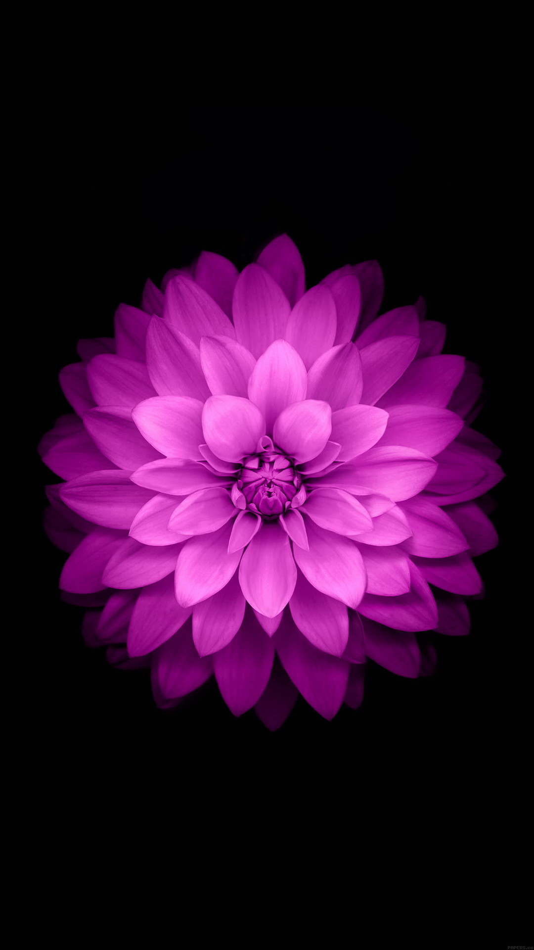 1080x1920 Purple Lotus Black Background