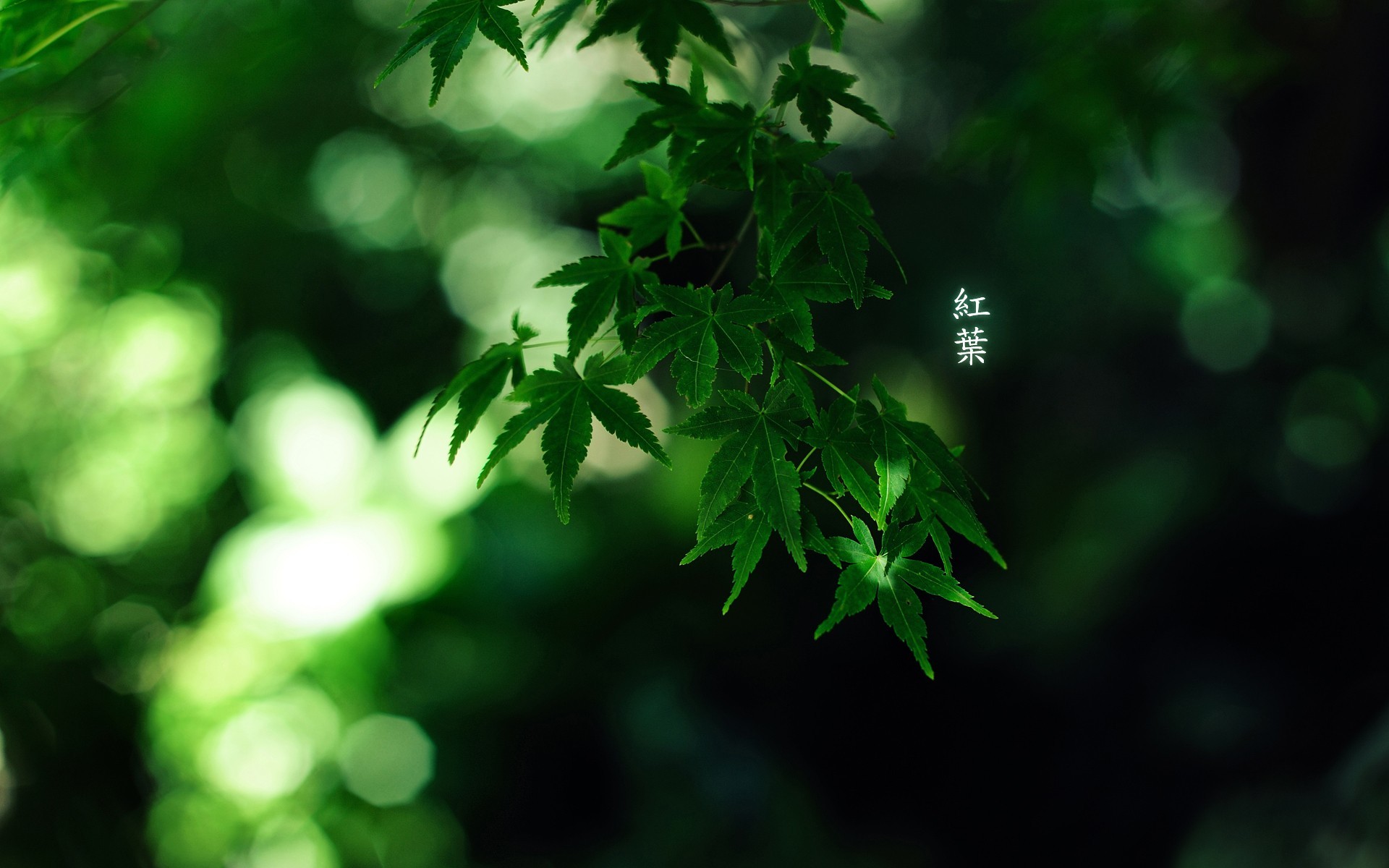 1920x1200 Bamboo Depth Of Field Forests Green Japan Japanese Leaves Momiji Nature  Trees